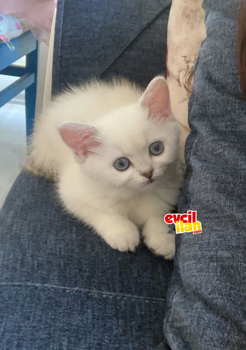 MASVAVİ GÖZLÜ SAFKAN ORJİNAL IRK NY1133 SILVER ERKEK YAVRU