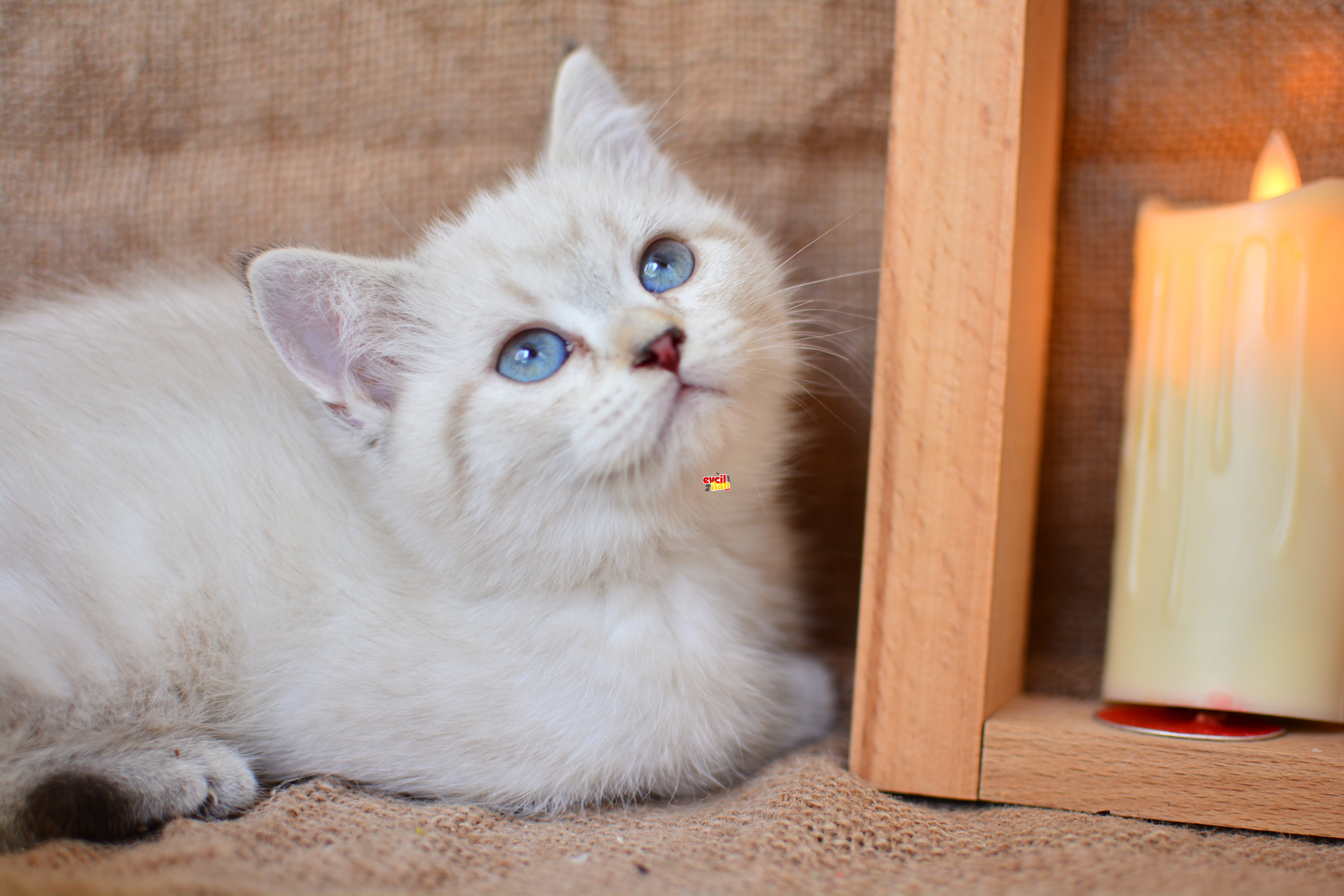 MAVİ BONCUK LYNX POINT BRITISH SHORTHAIR