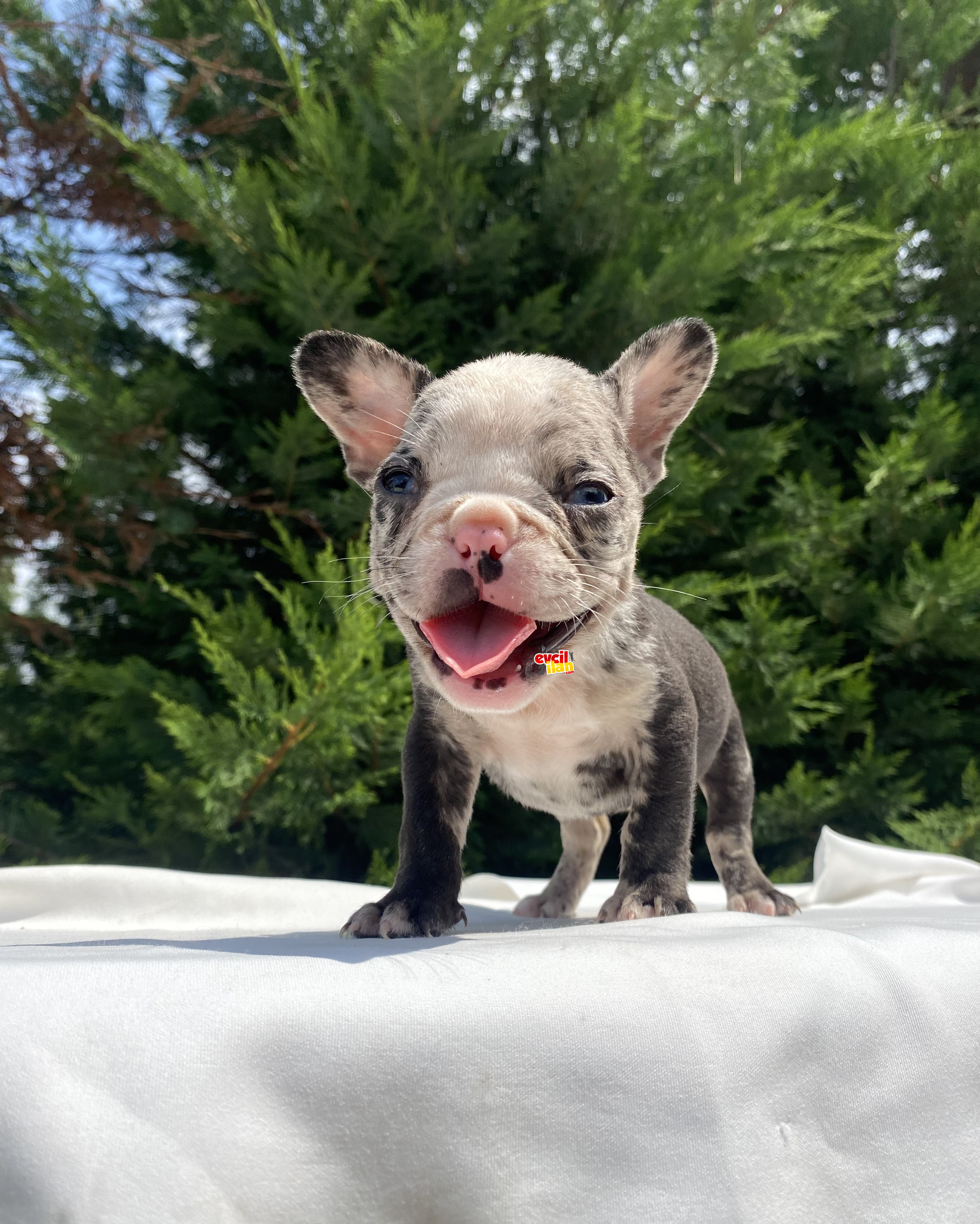 MAVİ GÖZ NADİR RENK MERLE FRENCH BULLDOG 