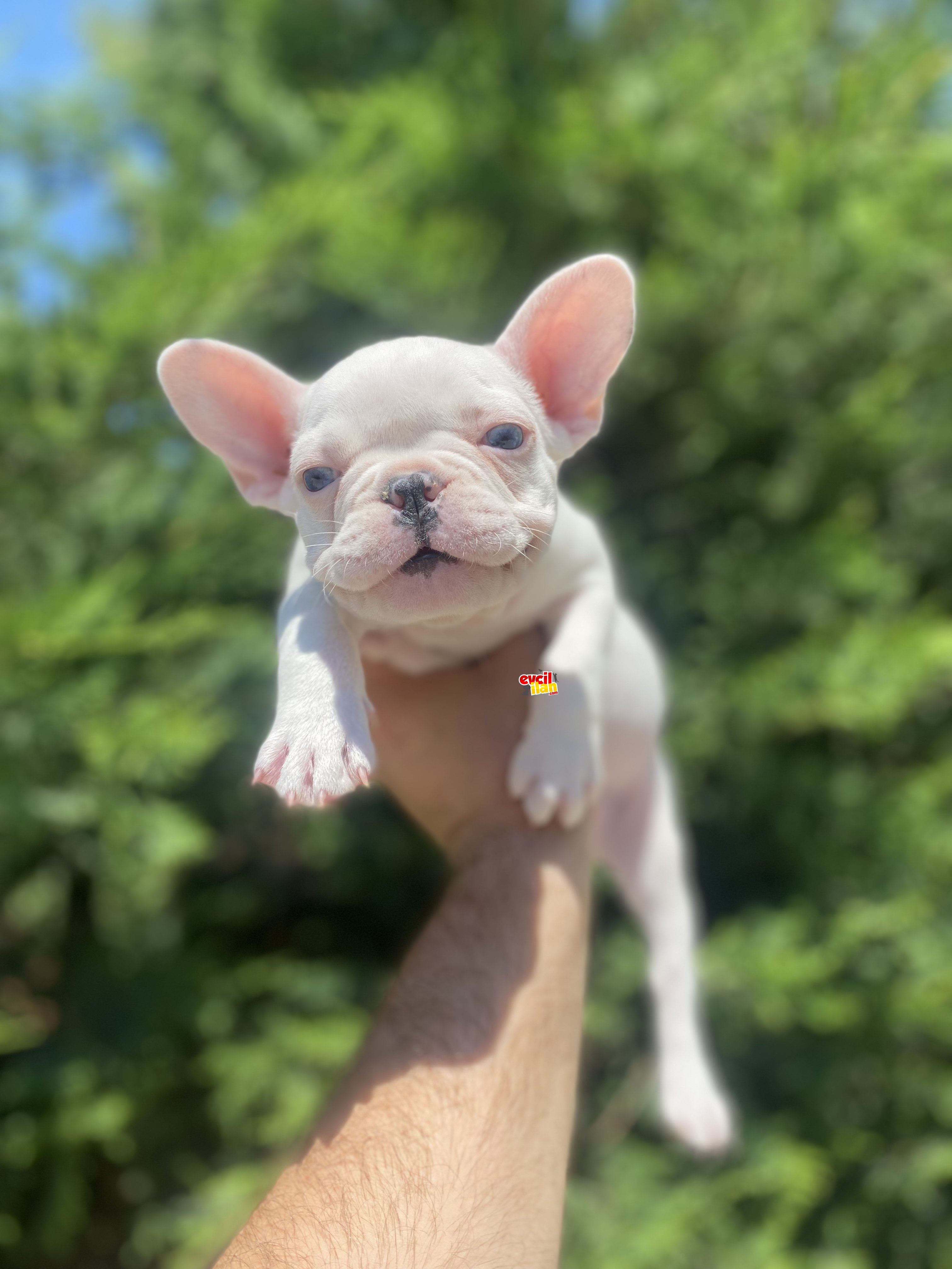 MAVİ GÖZLÜ BEYAZ FRENCH BULLDOG