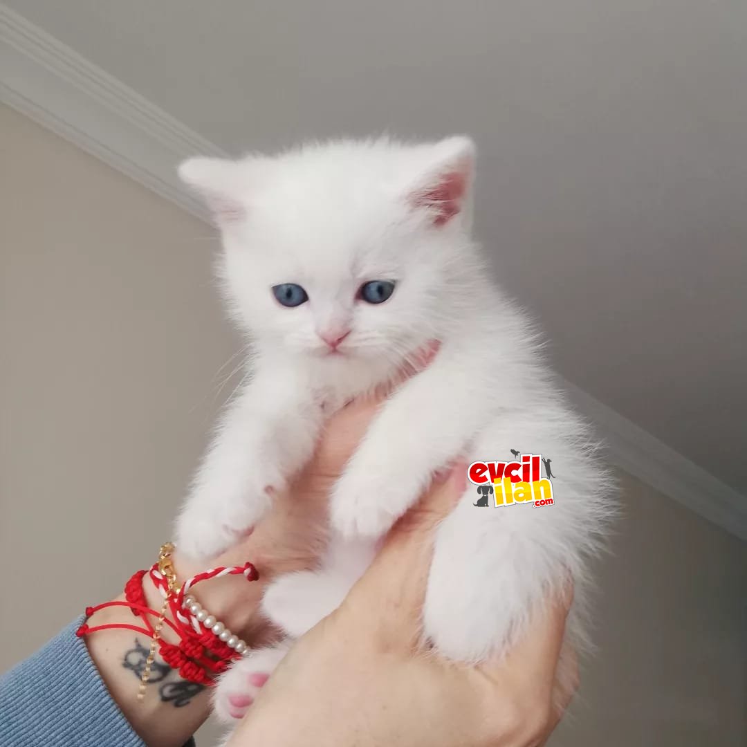 Mavi gözlü beyaz yavrumuz