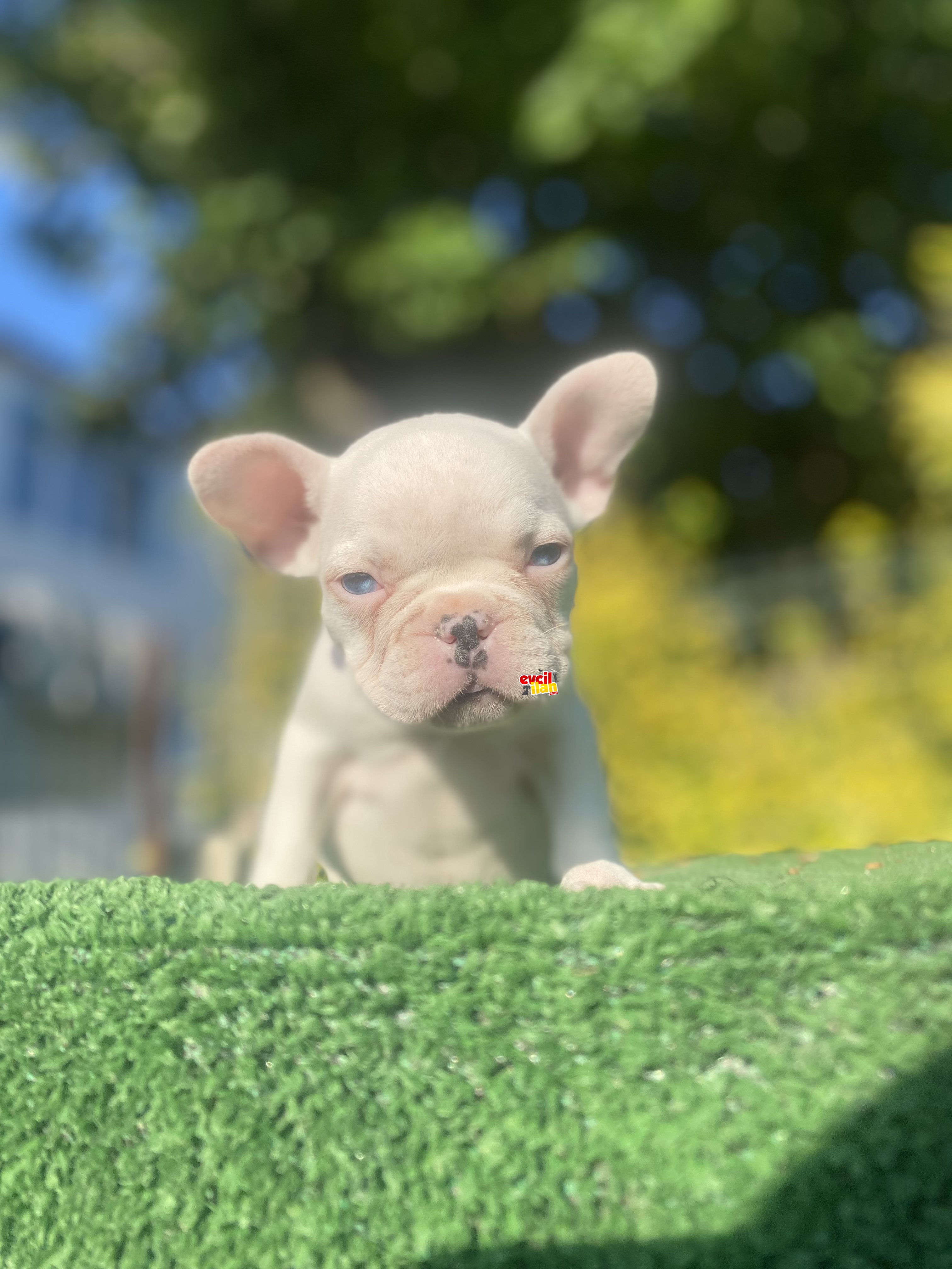 MAVİ GÖZLÜ FRENCH BULLDOG YAVRUMUZ A KALİTE