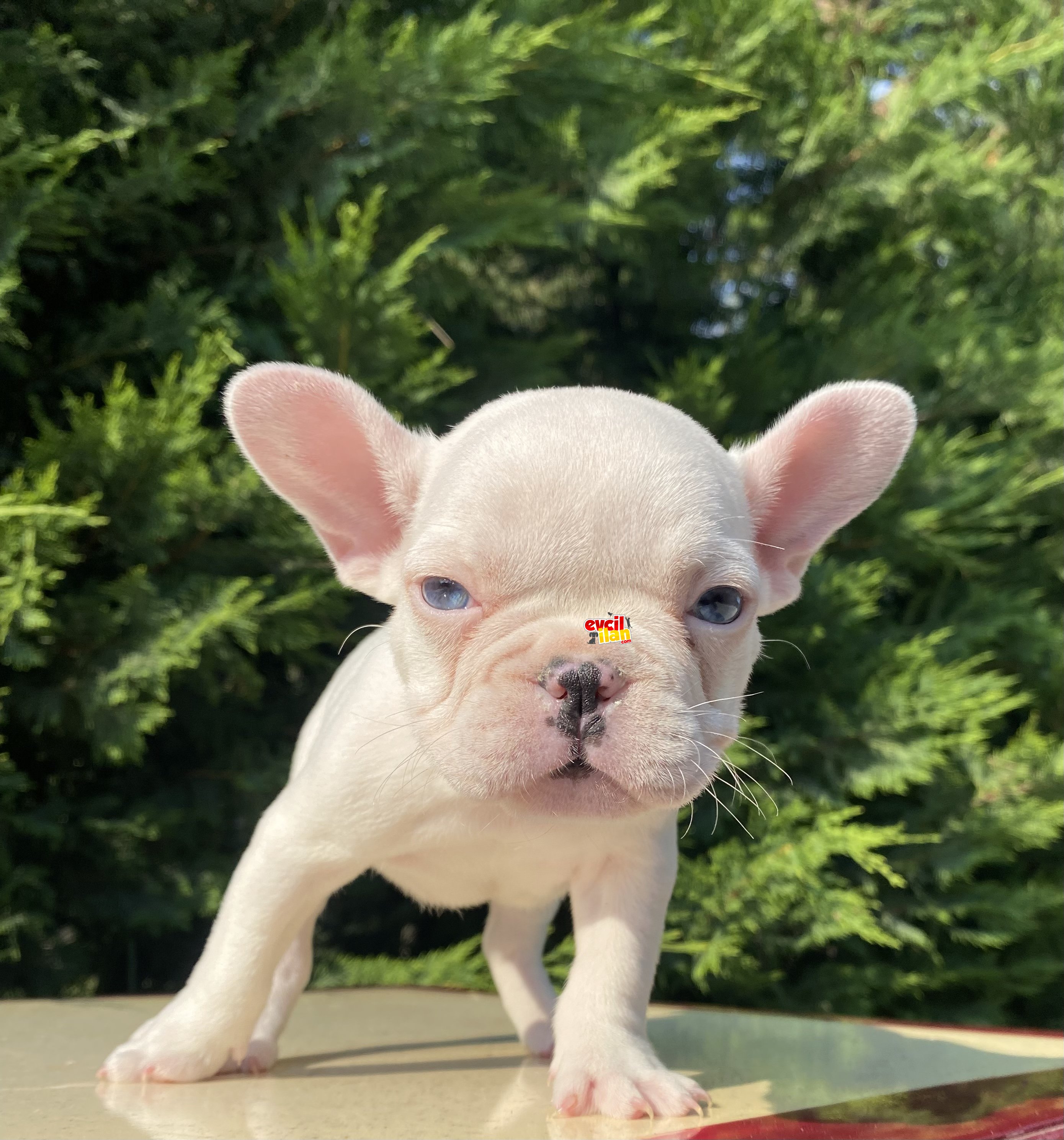 MAVİ GÖZLÜ FRENCH BULLDOG YAVRUMUZ