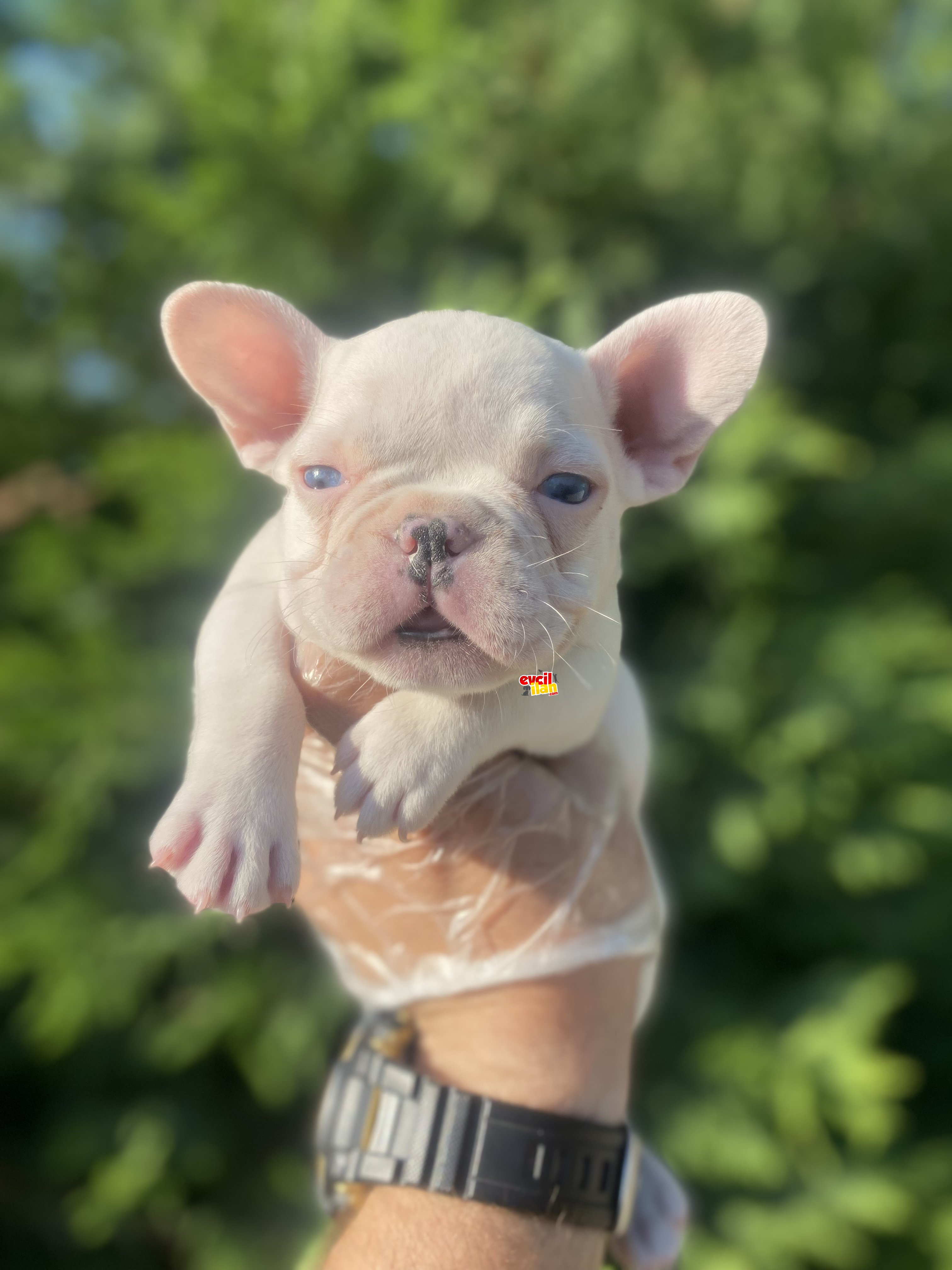 MAVİ GÖZLÜ ÖZEL FRENCH BULLDOG YAVRUMUZ