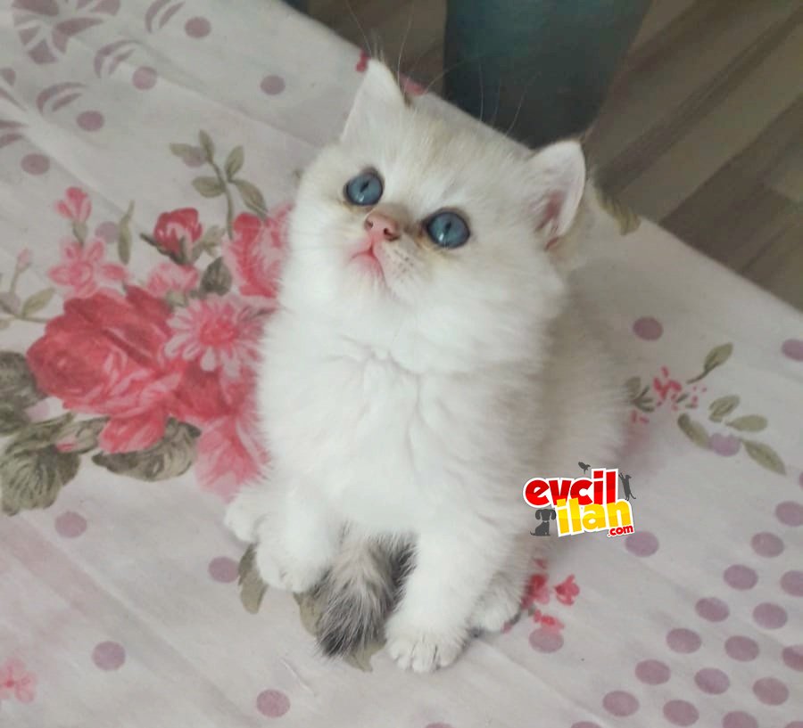 Mavinin en güzel tonu golden point 