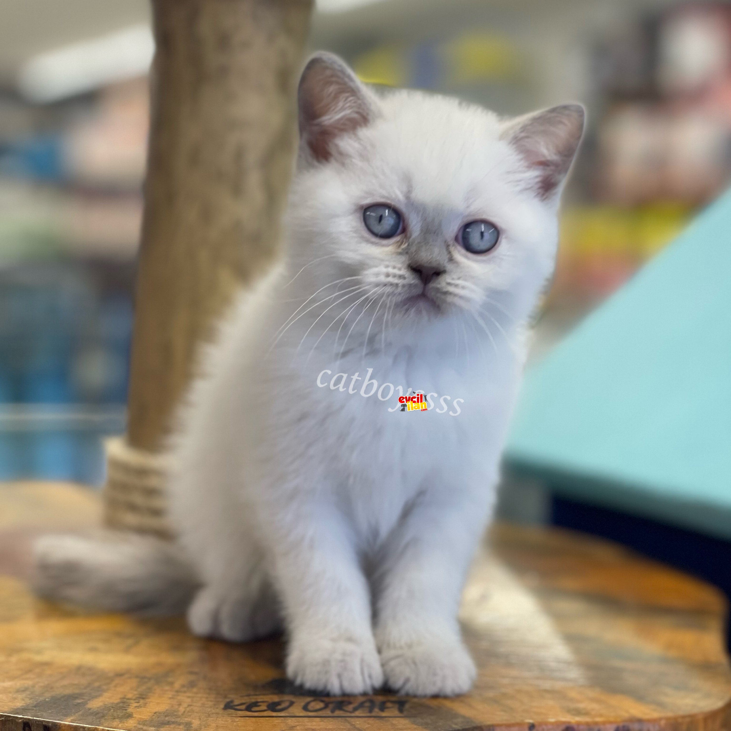 Maviş blue point british shorthair yavrularımız