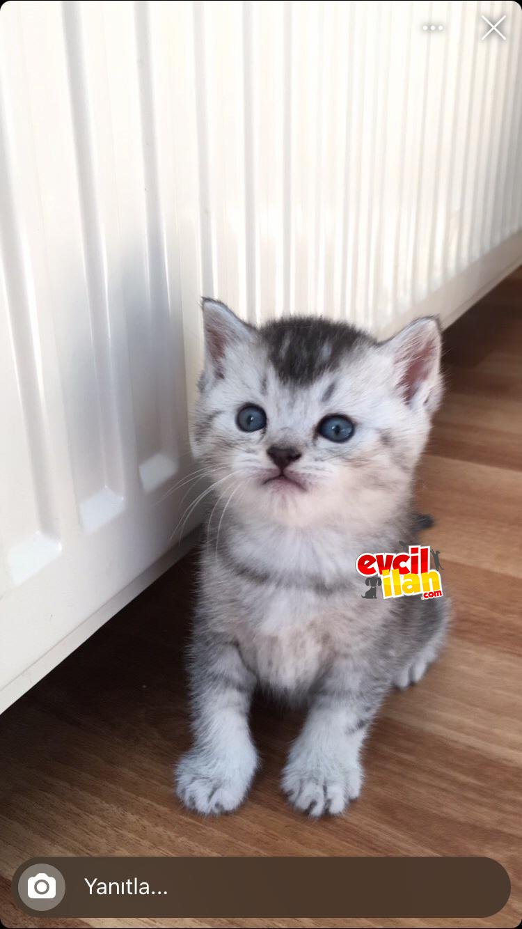 Maviş gözlü british bebeklerim