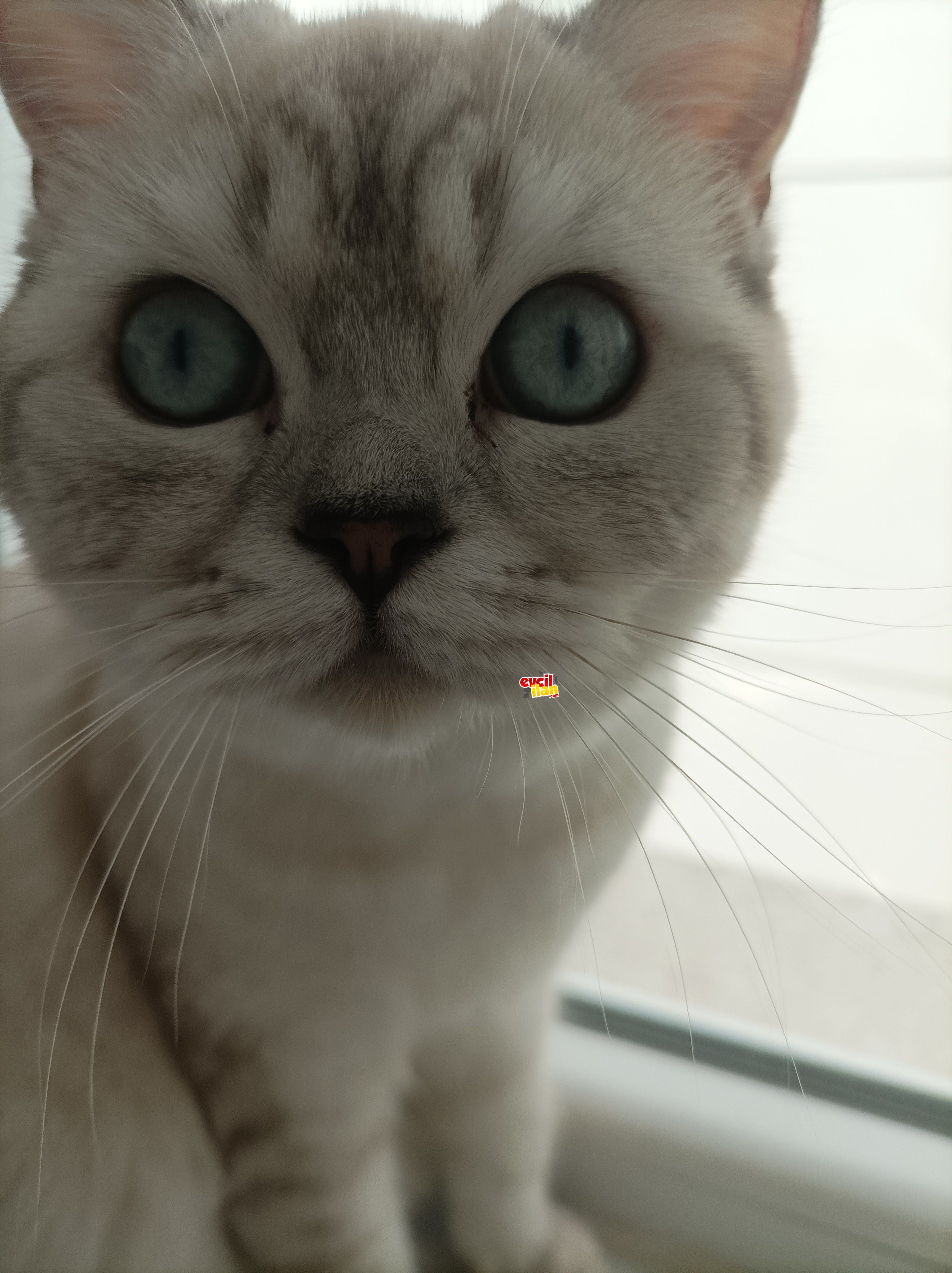 Maviş pamuğumuz