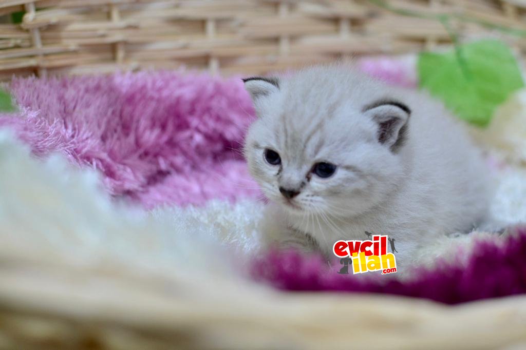 SAFKAN BRITISH SHORTHAIR