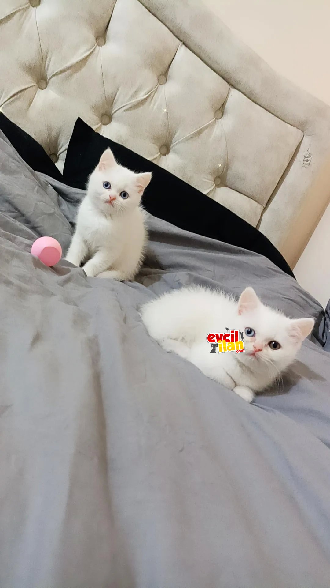 Maviş yavrularımız yeni sahiplerini bekliyor