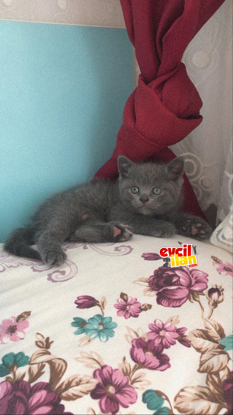 Maviş yavrumuza sıcak yuva