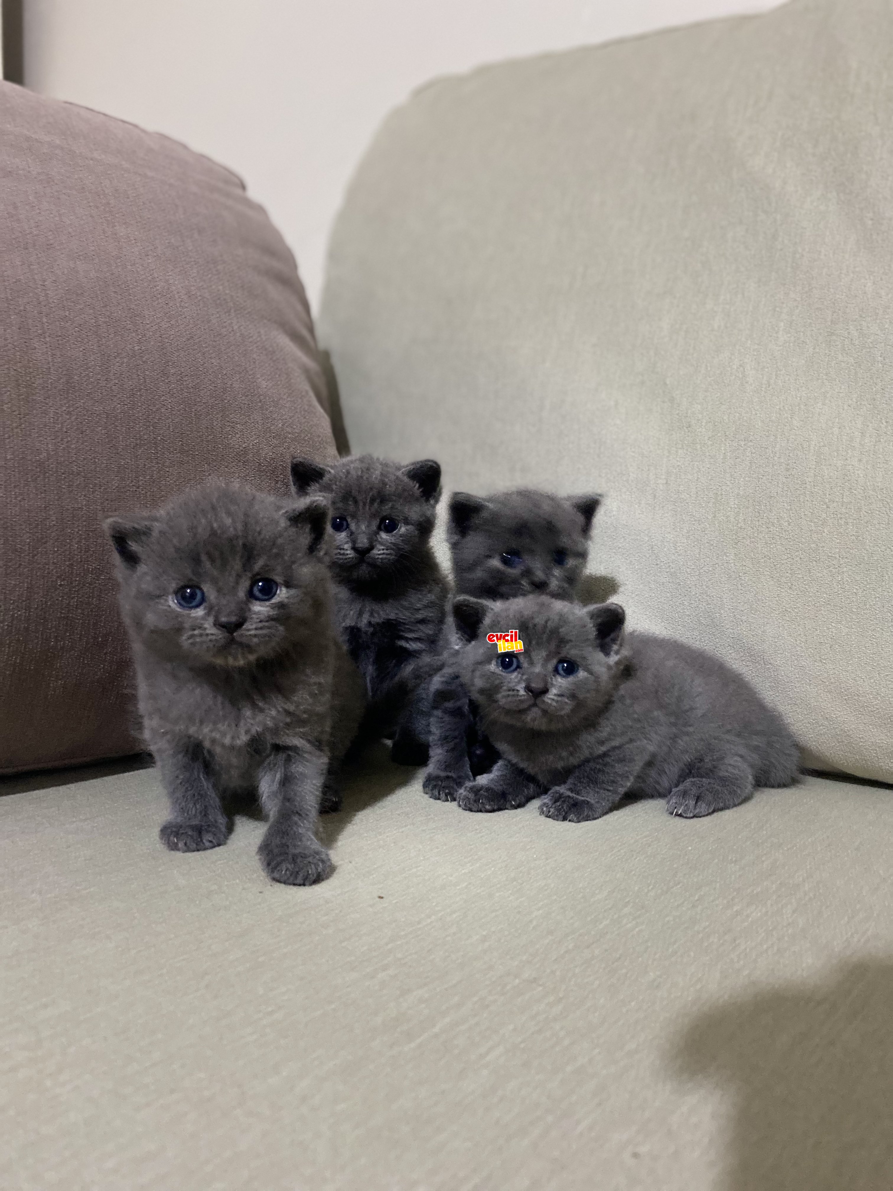 Mayanın minnoşları ☺️