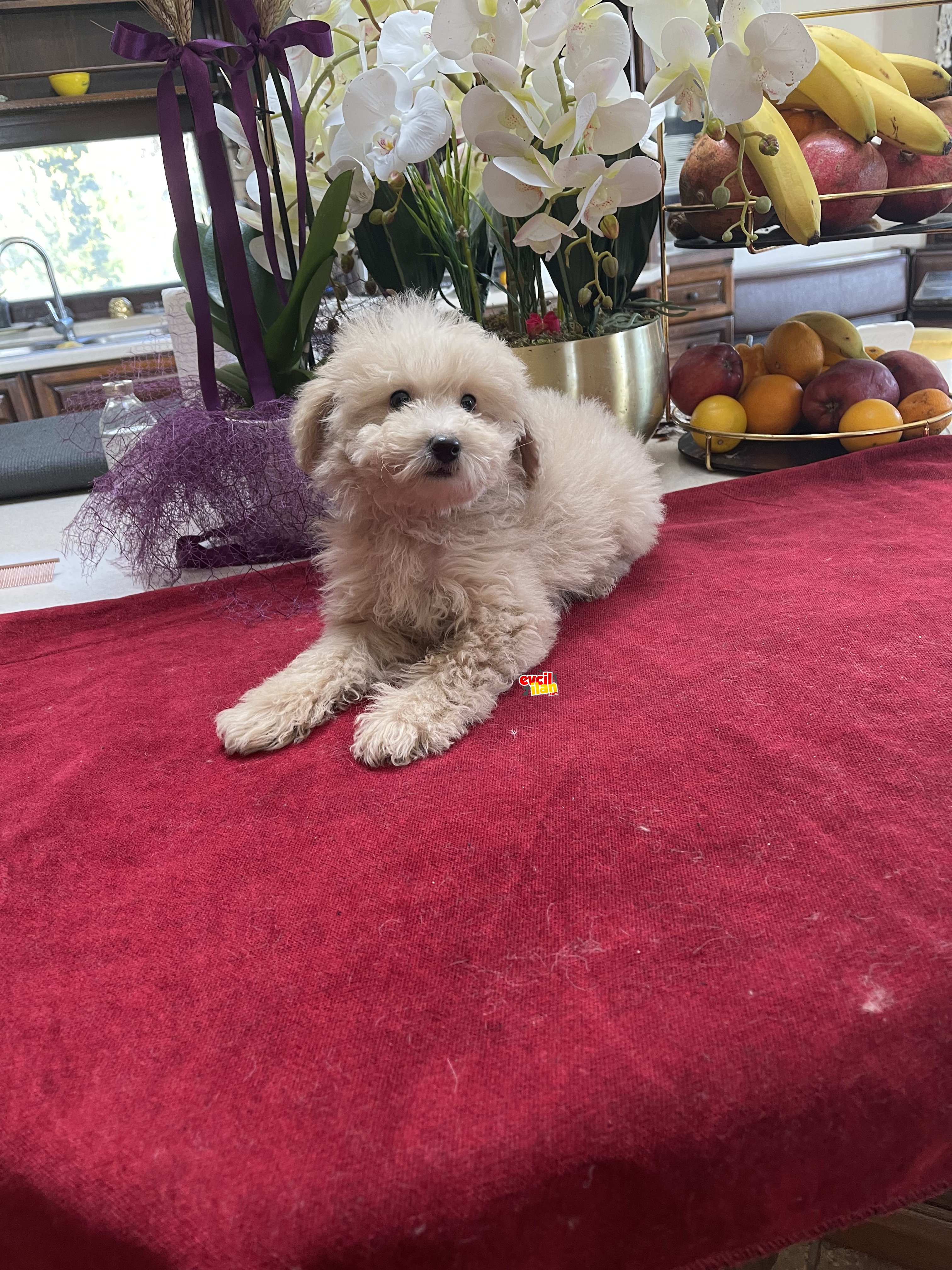 Medium boy dişi poodle hupoallergenic 