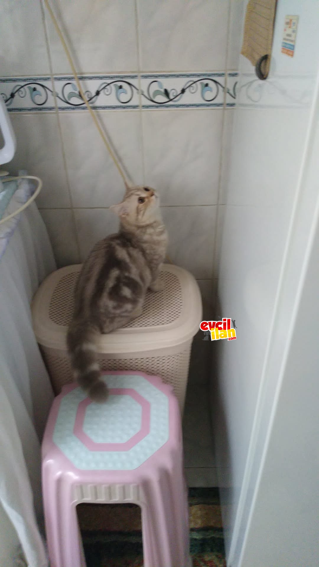 Memurdan krem british shortair