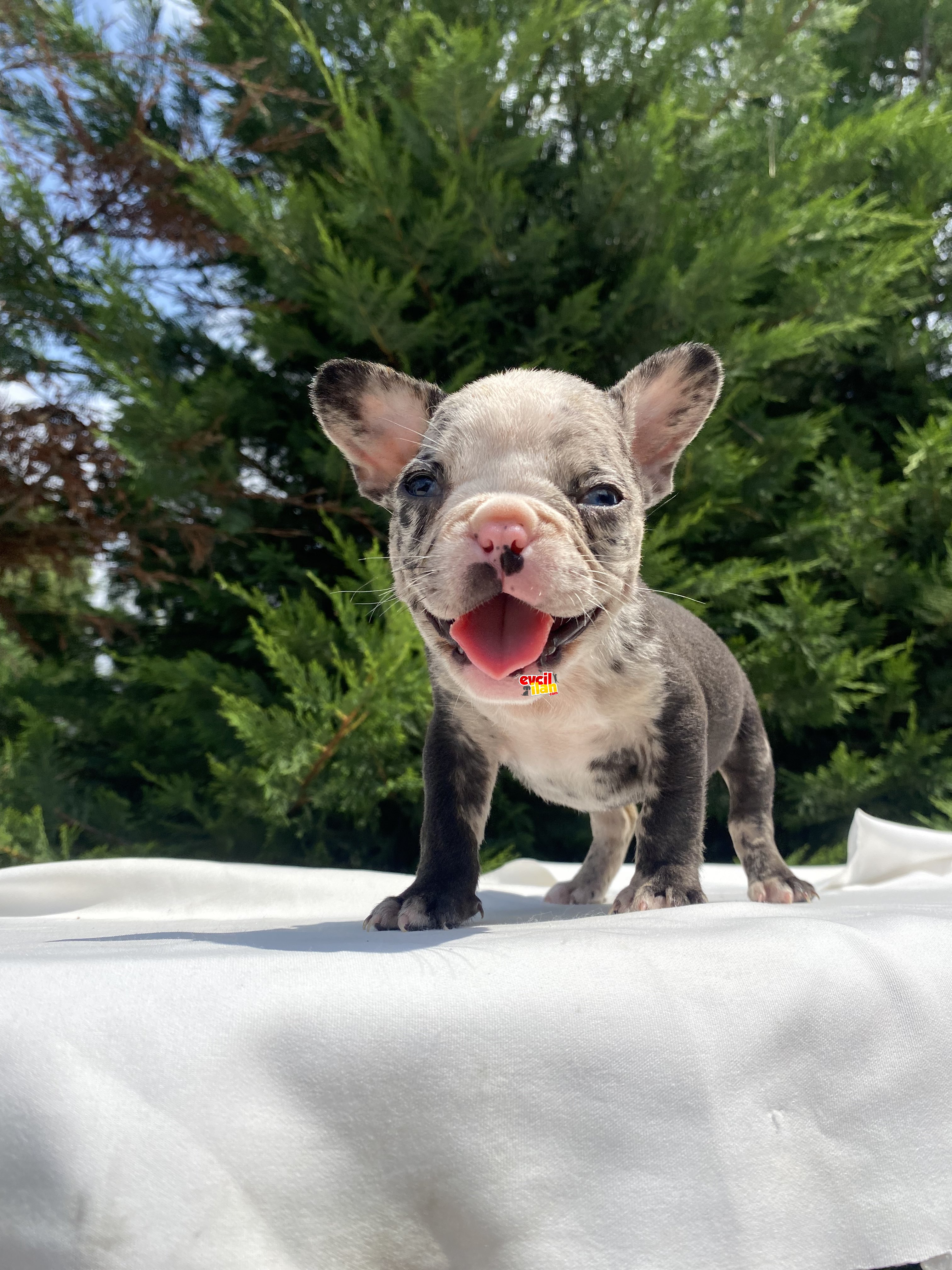 MERLE FRENCH BULLDOG YAVRUMUZ ÖZEL RENK 