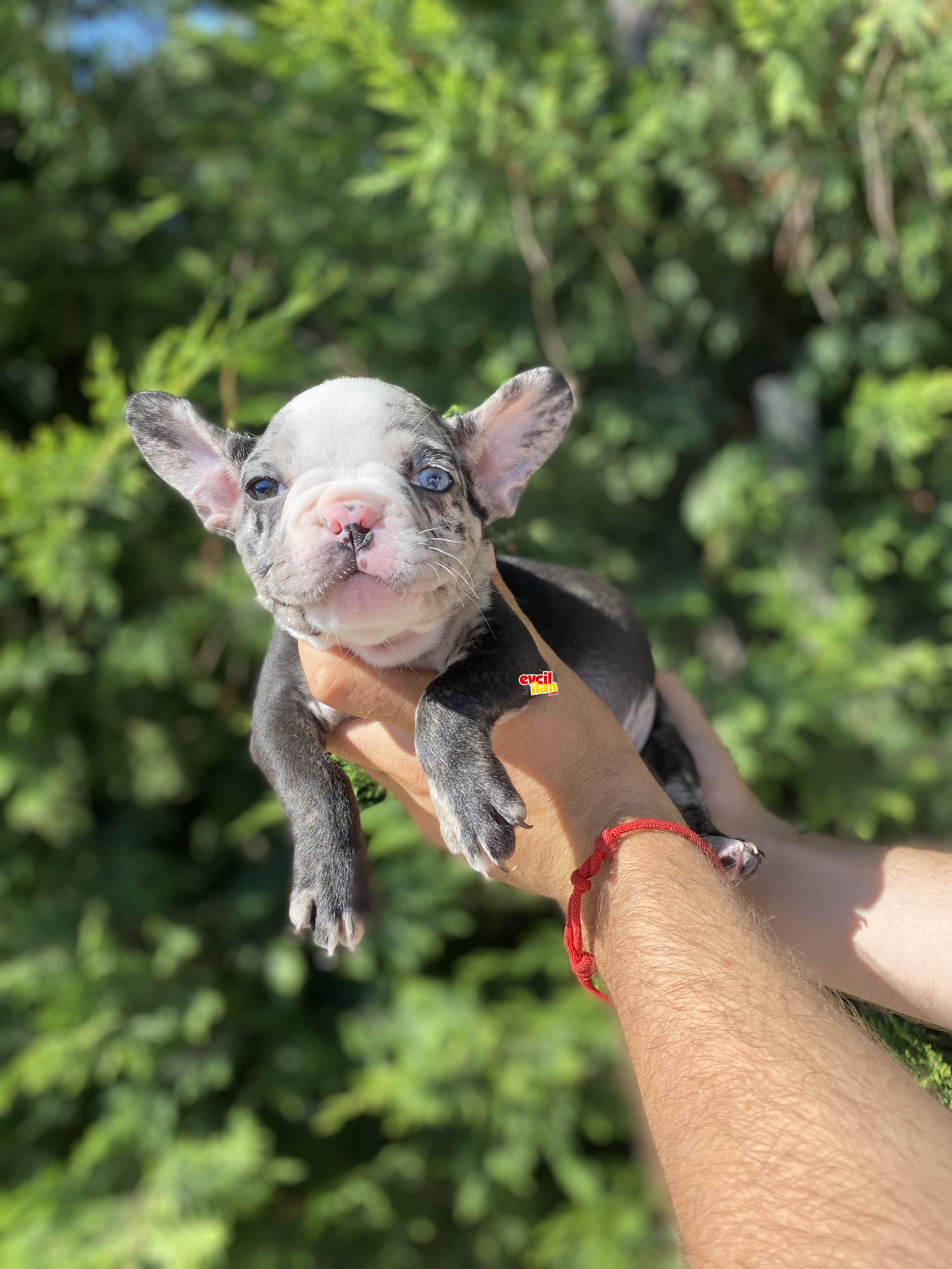 MERLE ÖZEL RENK FRENCH BULLDOG