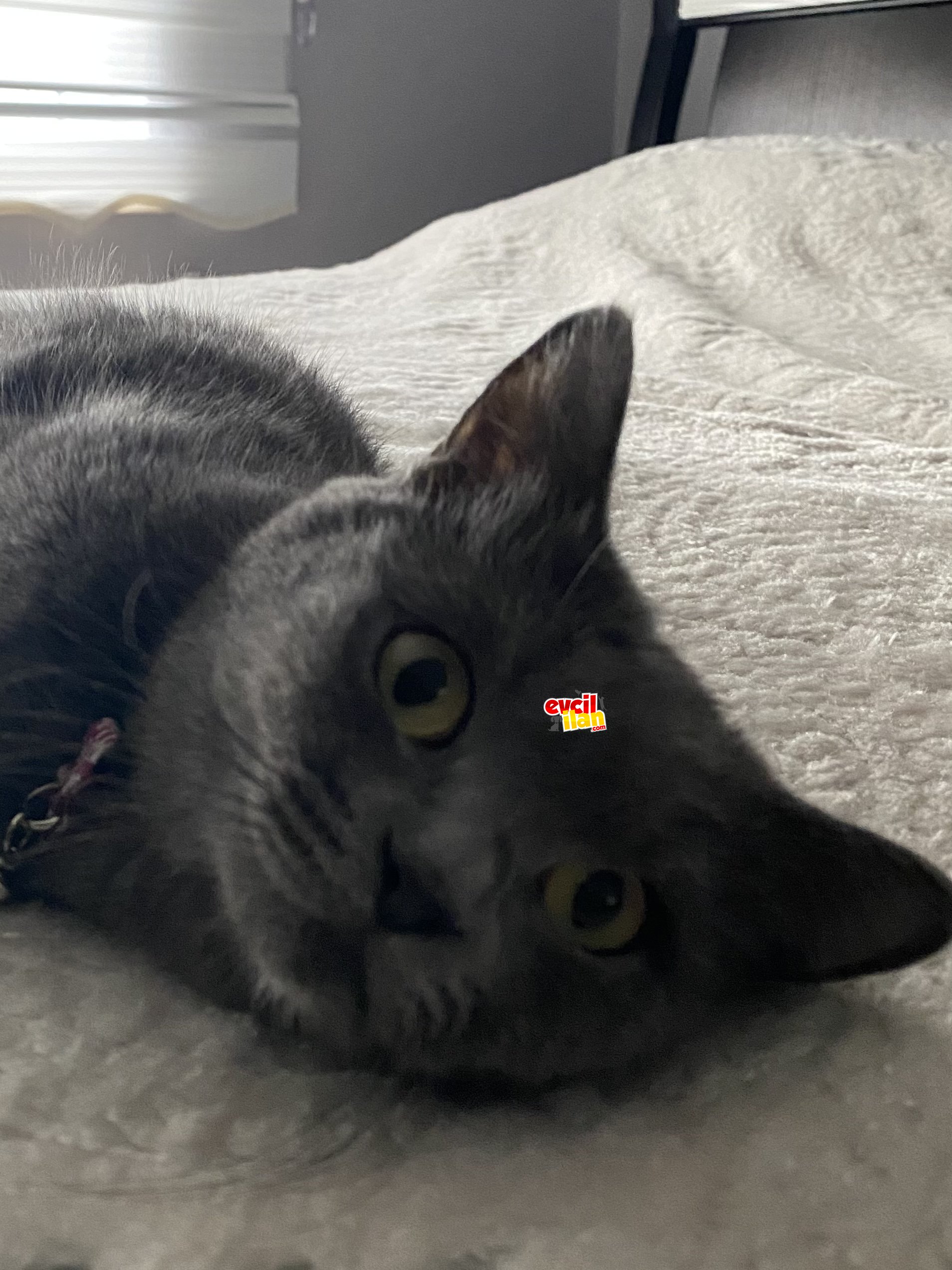 Mia yeni evini arıyor