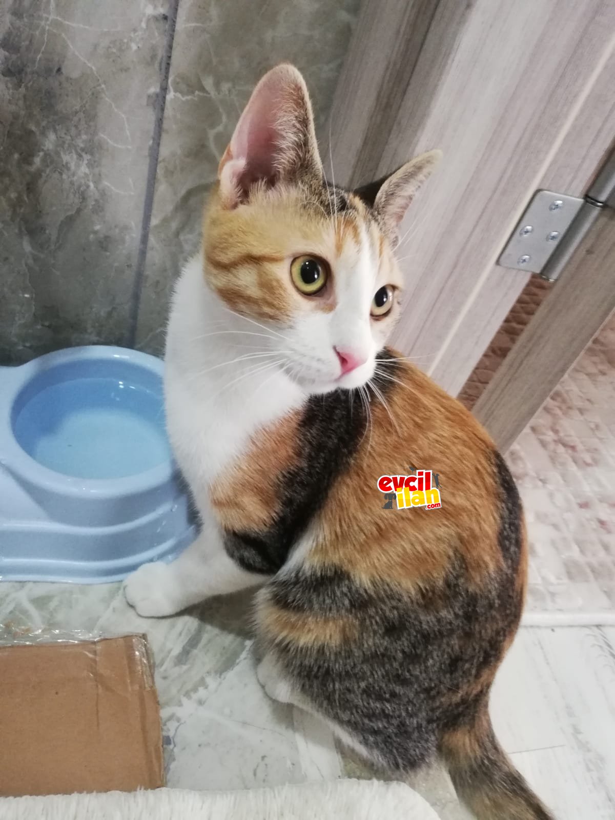 Mia yuva arıyor
