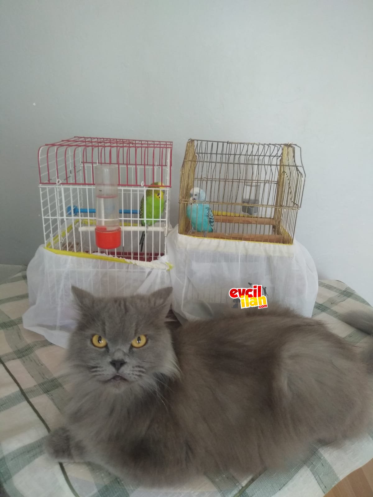 MİCHEAL 