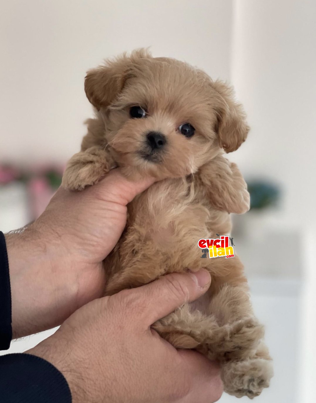 Micro boy maltipoo 1300 gr geçmeyecek yavrumuz