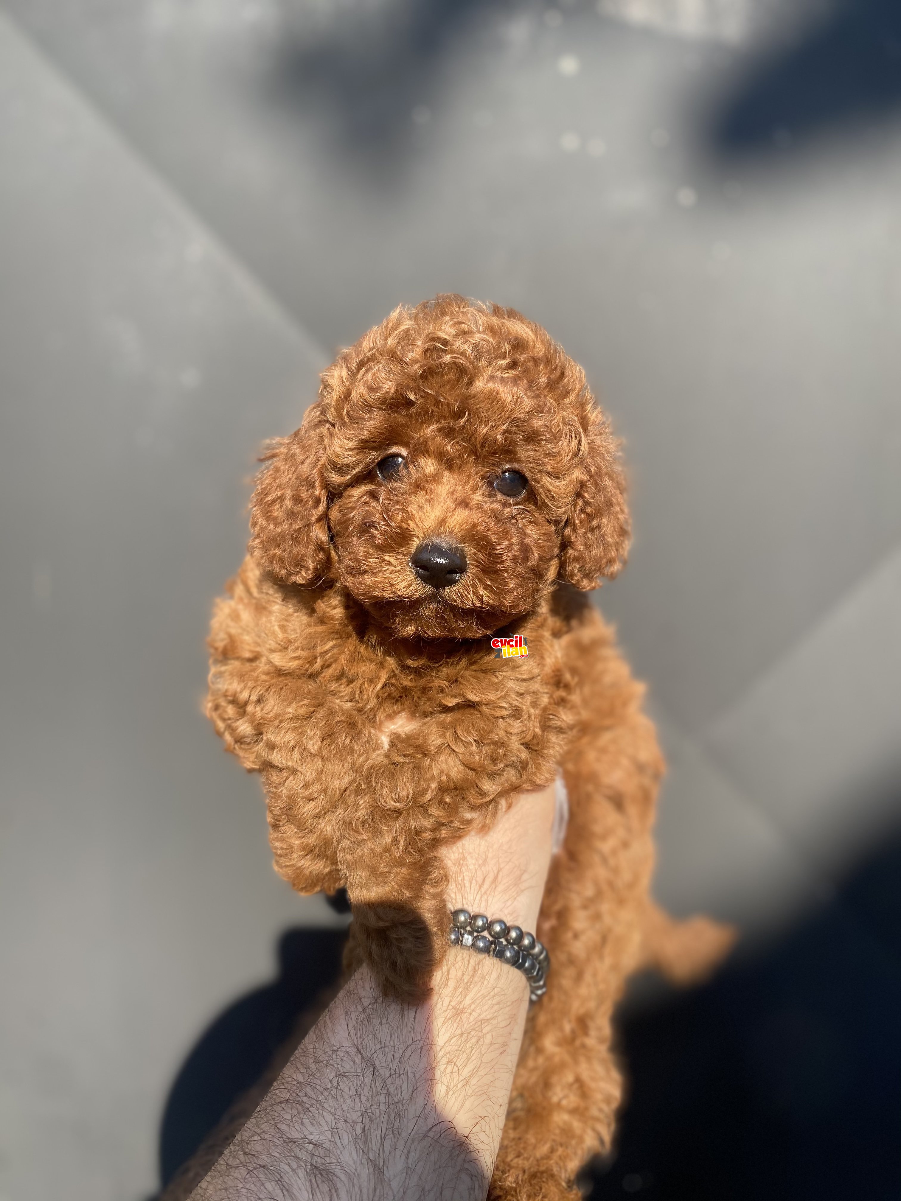 MİCRO CHİPLİ PASAPORTLU TOY POODLE BEBEKLER RENK RENK