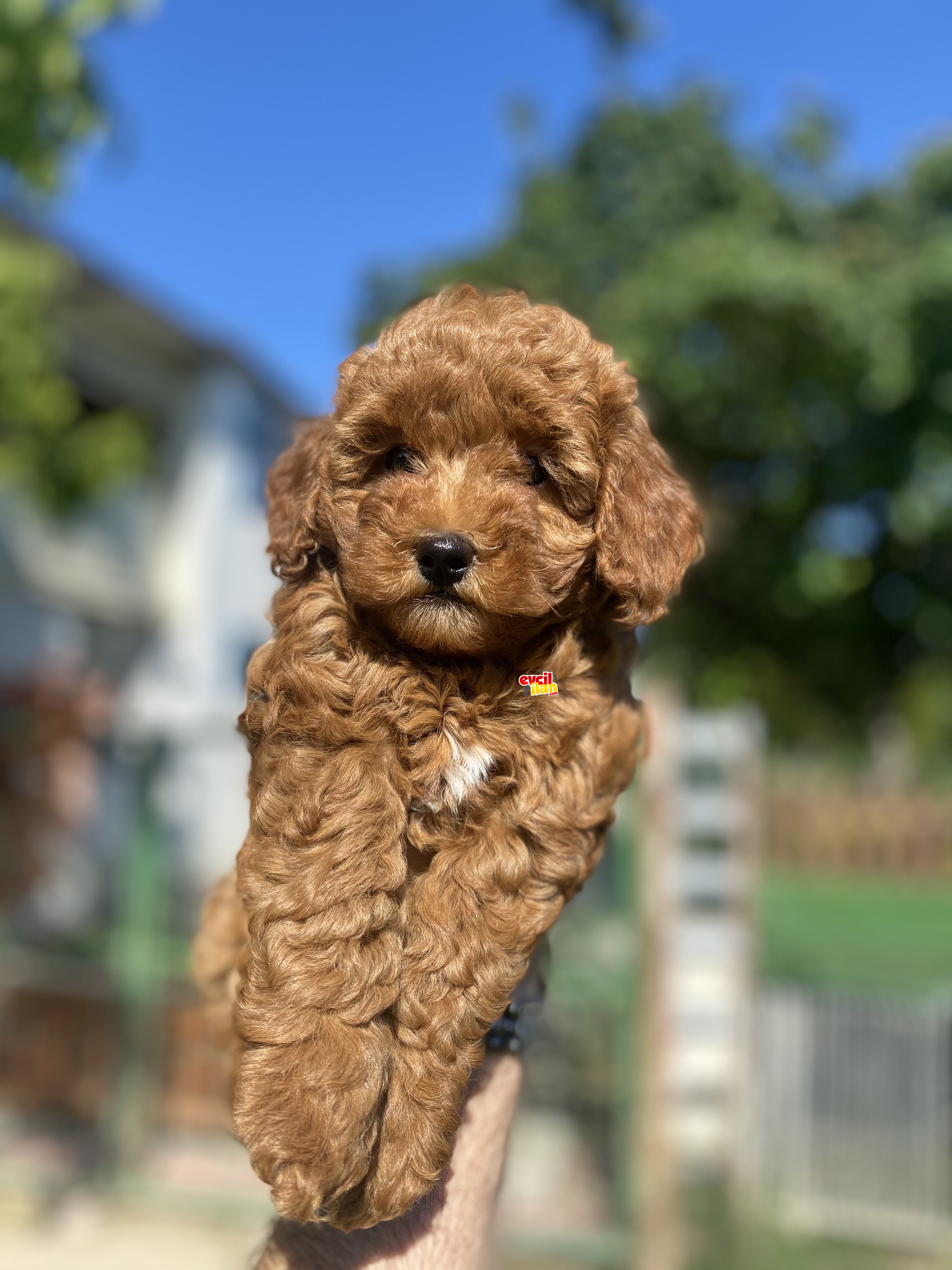 MICRO CHİPLİ PASAPORTLU TOY POODLE 