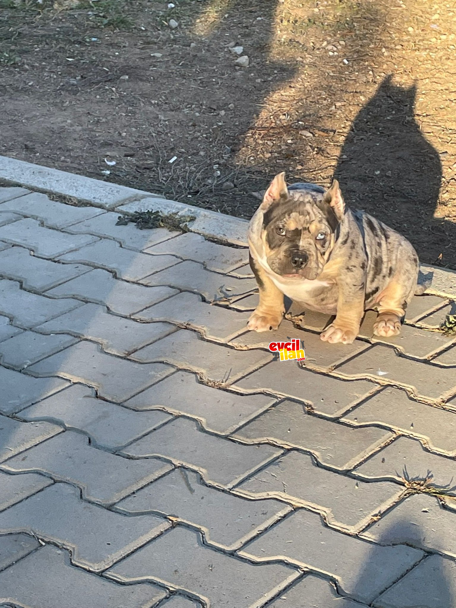 Micro Egzotic Bully(Yasaklı Degildir)