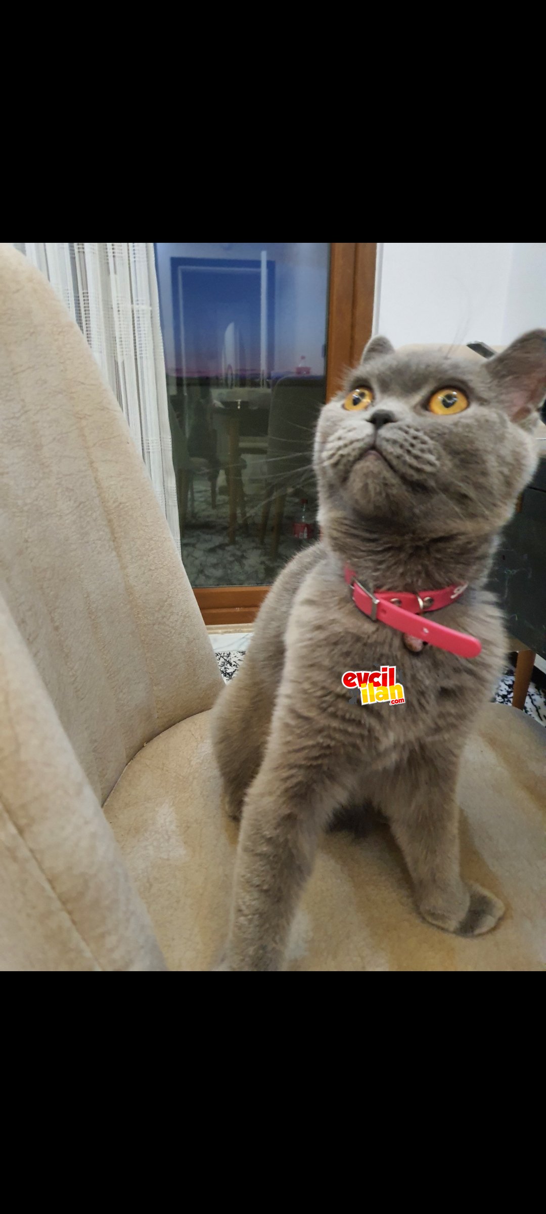 Mila yeni yuvasını ariyor