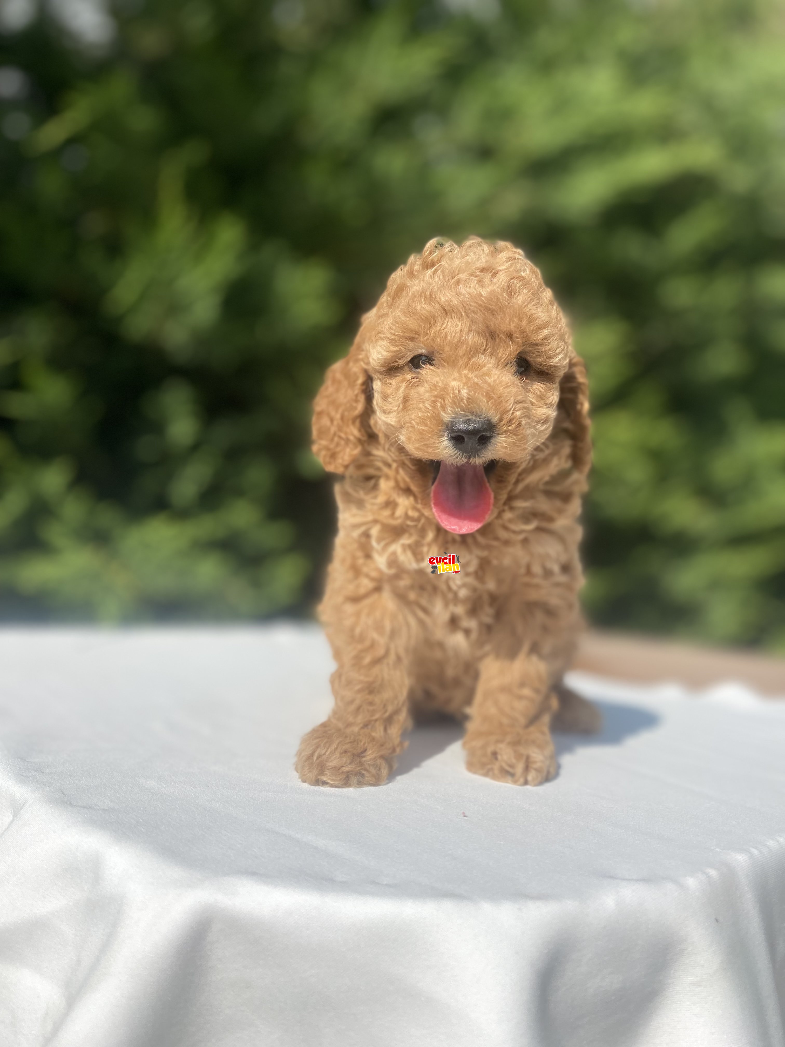 MINI BOY A KALİTE DİŞİ ERKEK POODLE BEBEKLER