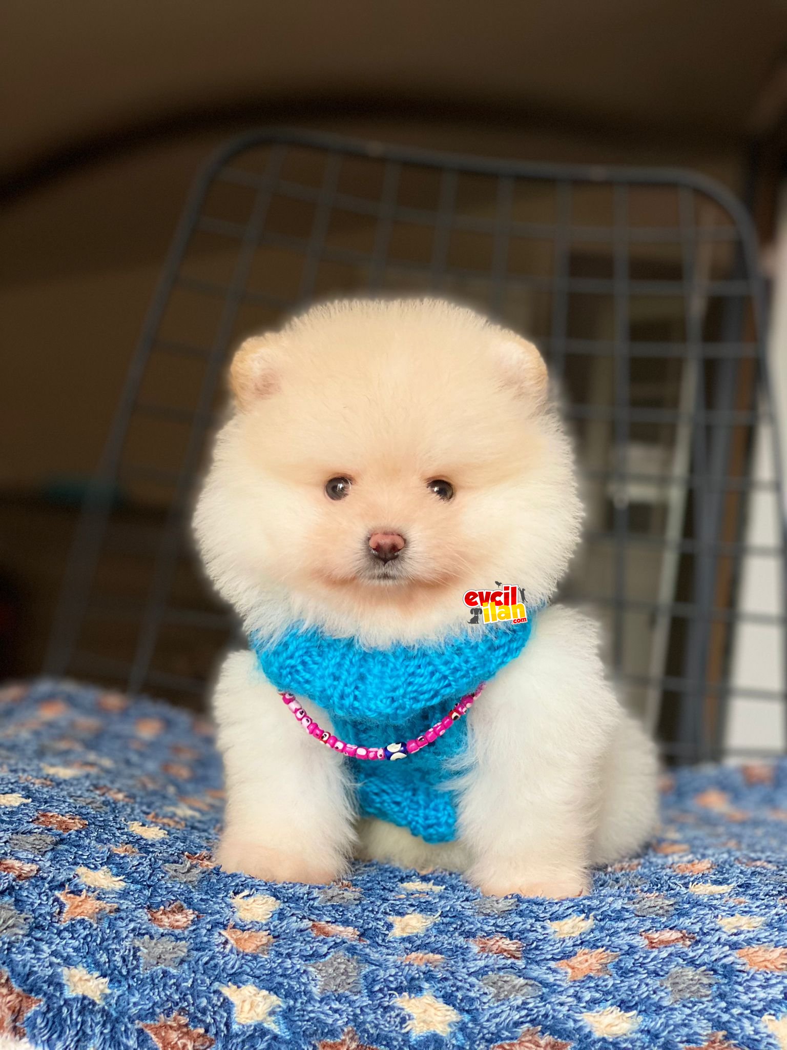 Mini Boy Ayıcık Surat Pomeranian Boo Yavrumuz 