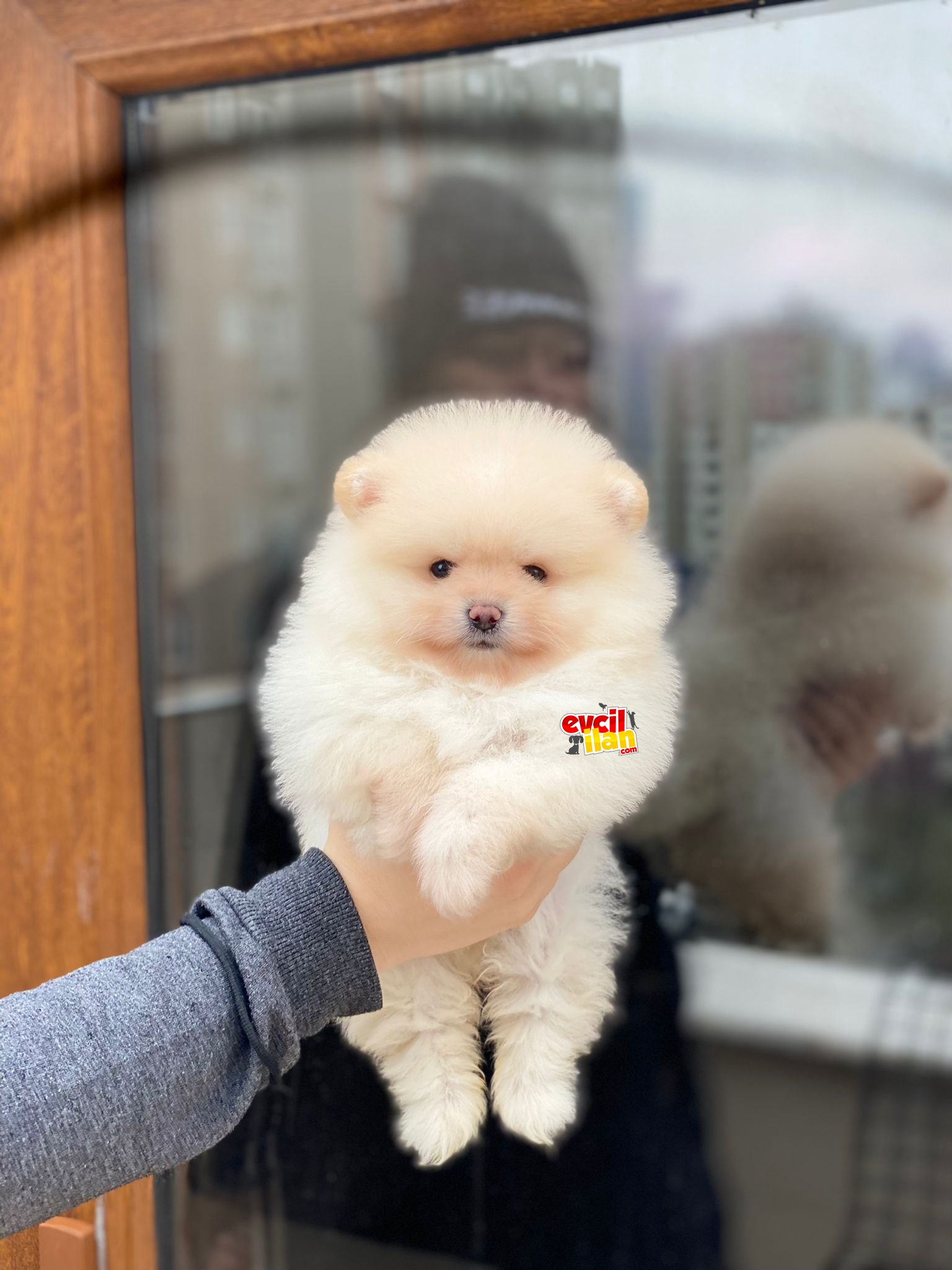 Mini Boy Ayıcık Surat Pomeranian Boo Yavrumuz 