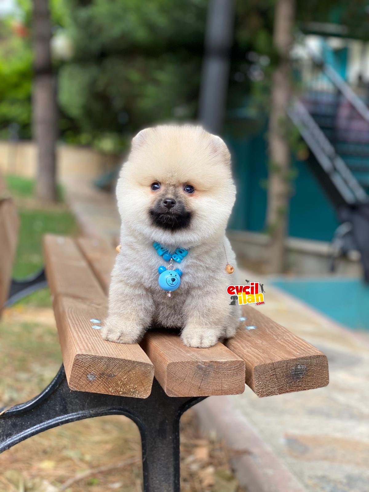 Mini Boy Ayıcık Surat Pomeranian Boo Yavrumuz 