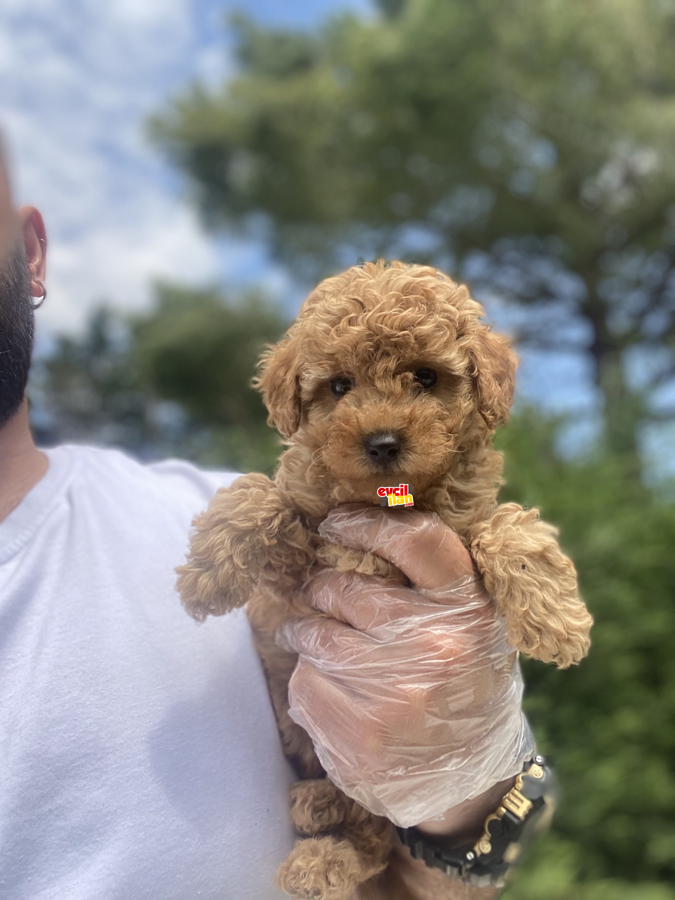 MINI BOY DİŞİ AŞILI TOY POODLE 