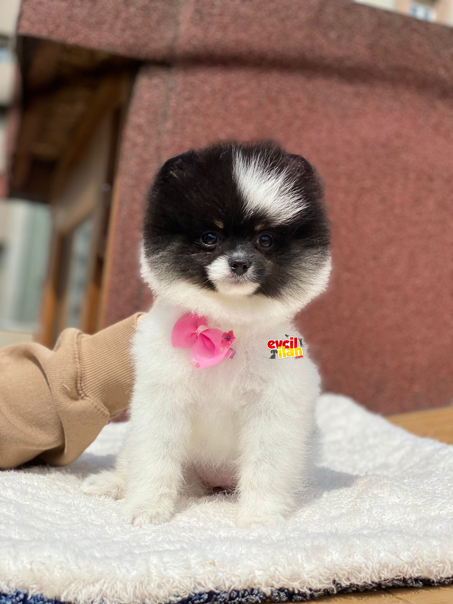 Mini Boy Dişi Pomeranian Boo Prensesimiz