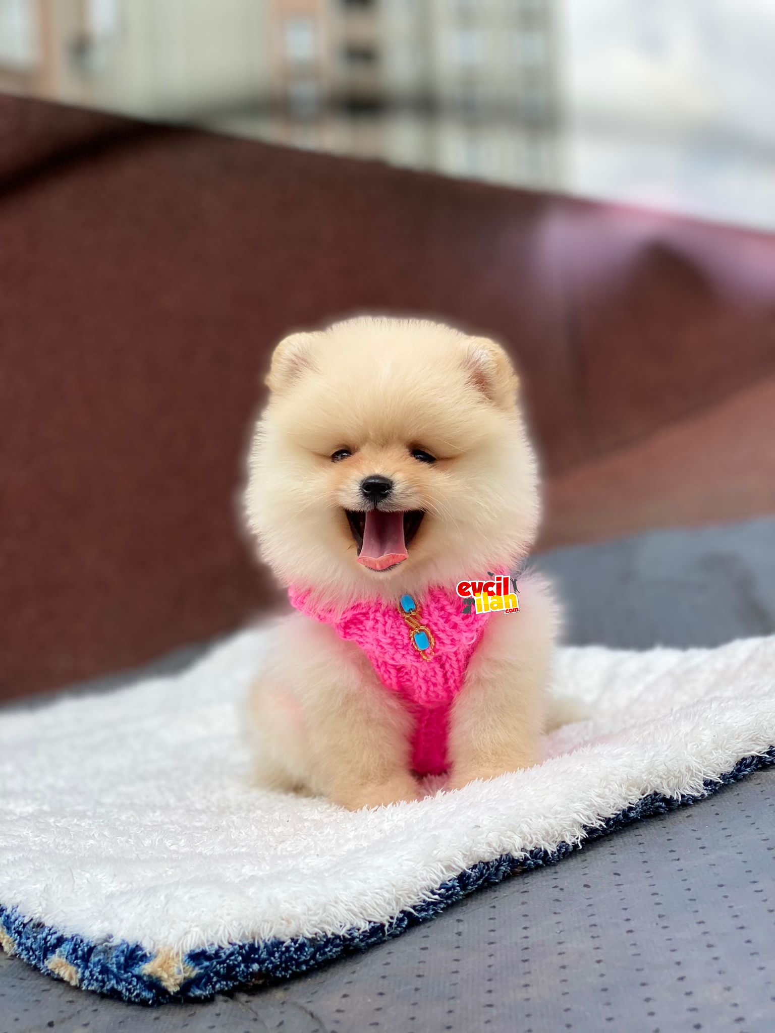 Mini Boy Dişi Pomeranian Boo Yavrumuz 