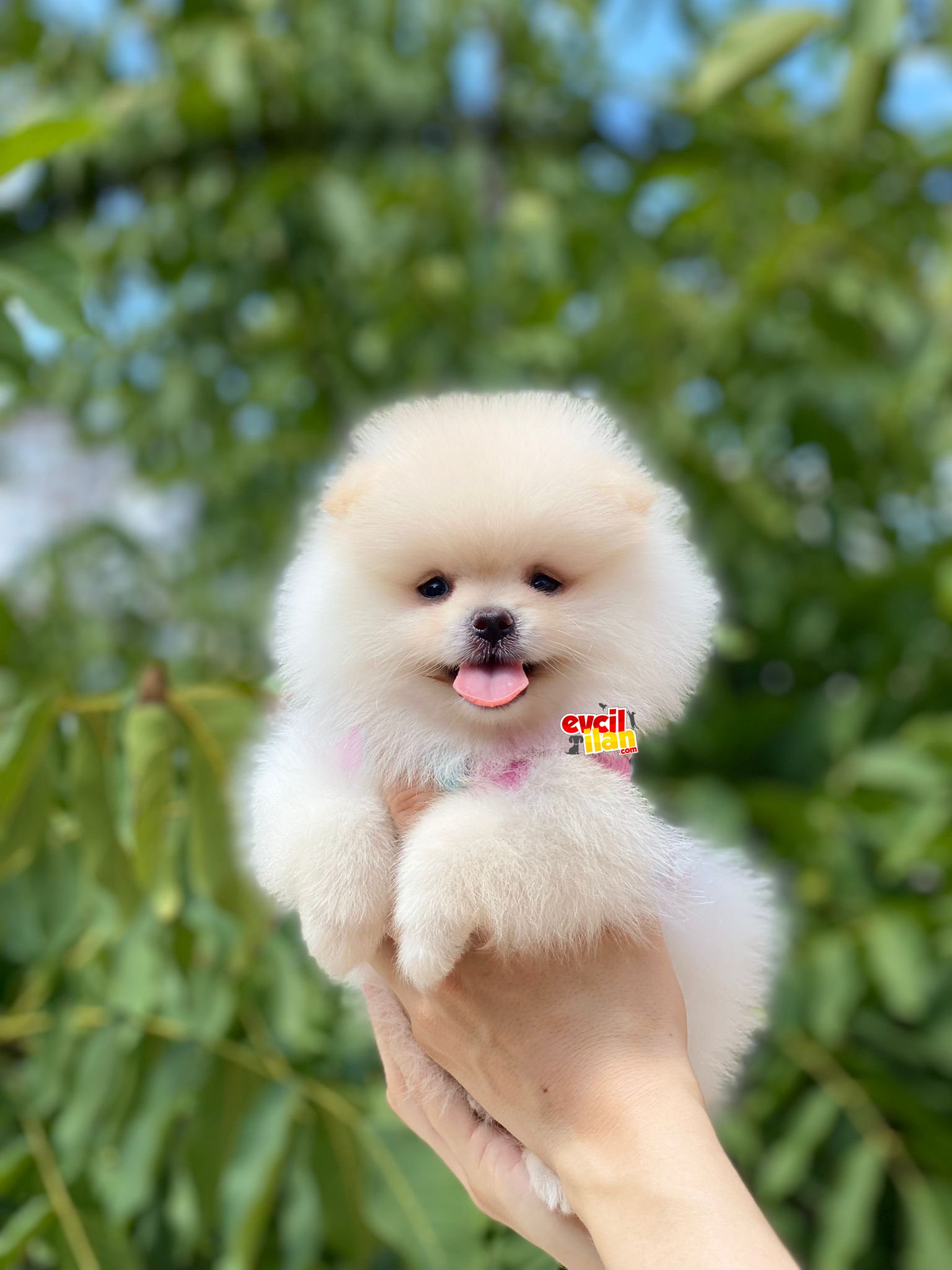 Mini Boy Dişi Pomeranian Boo Yavrumuz 