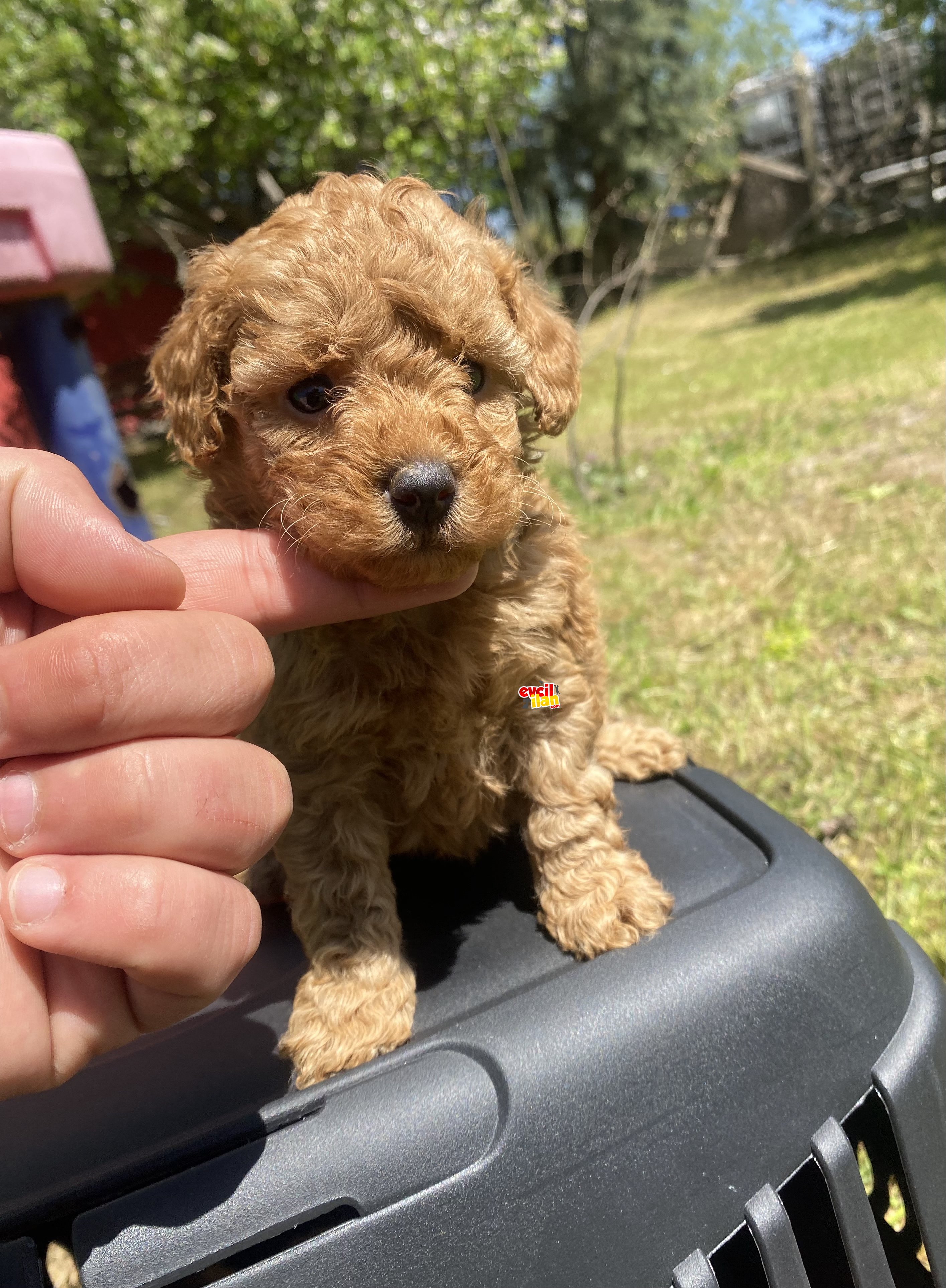 MİNİ BOY DİŞİ POODLE YAVRUMUZ