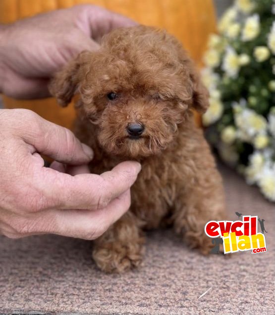 MİNİ BOY KG GARANTİLİ TOY POODLE 