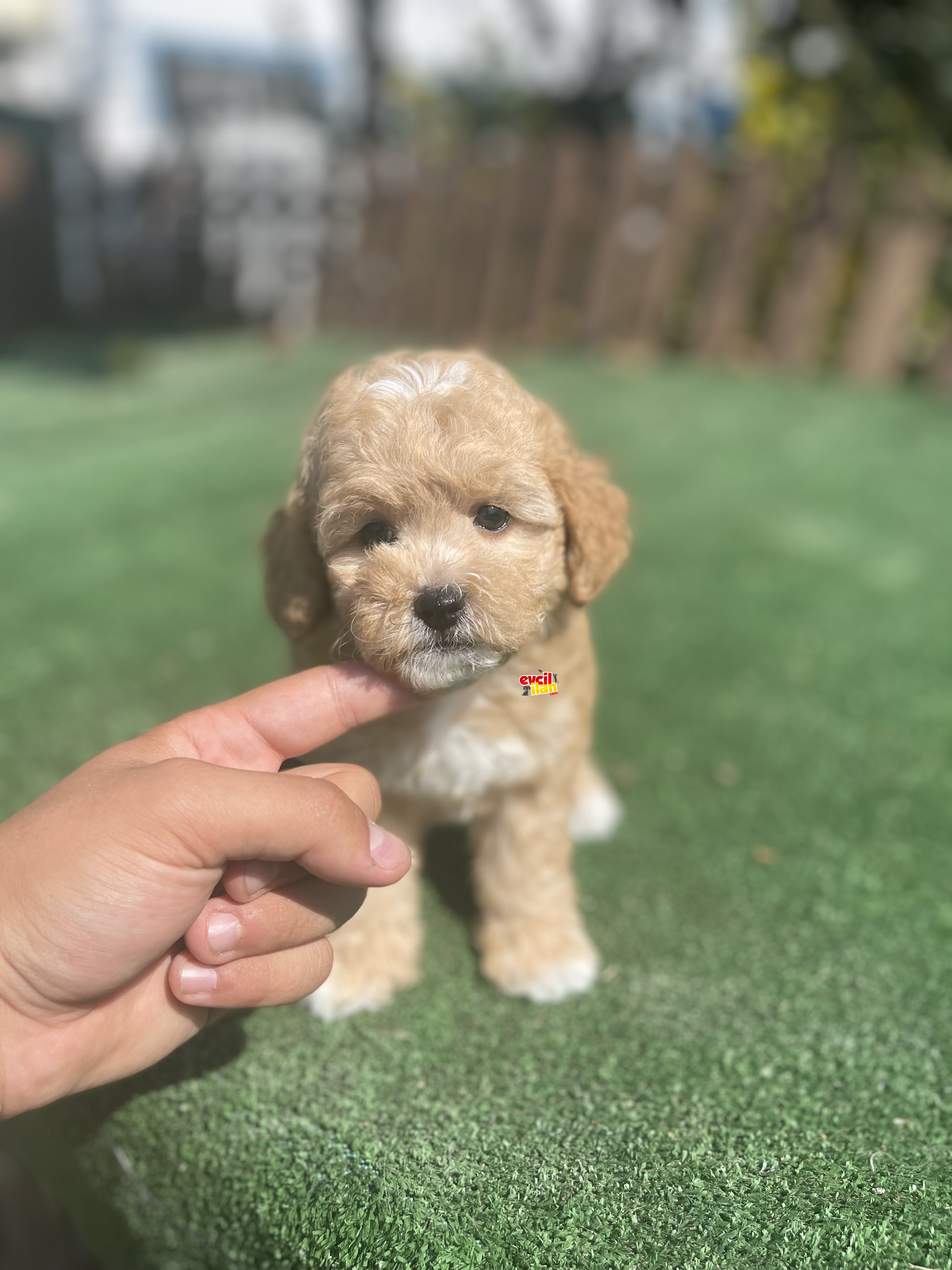 Mini Boy Maltipoo Bebekler