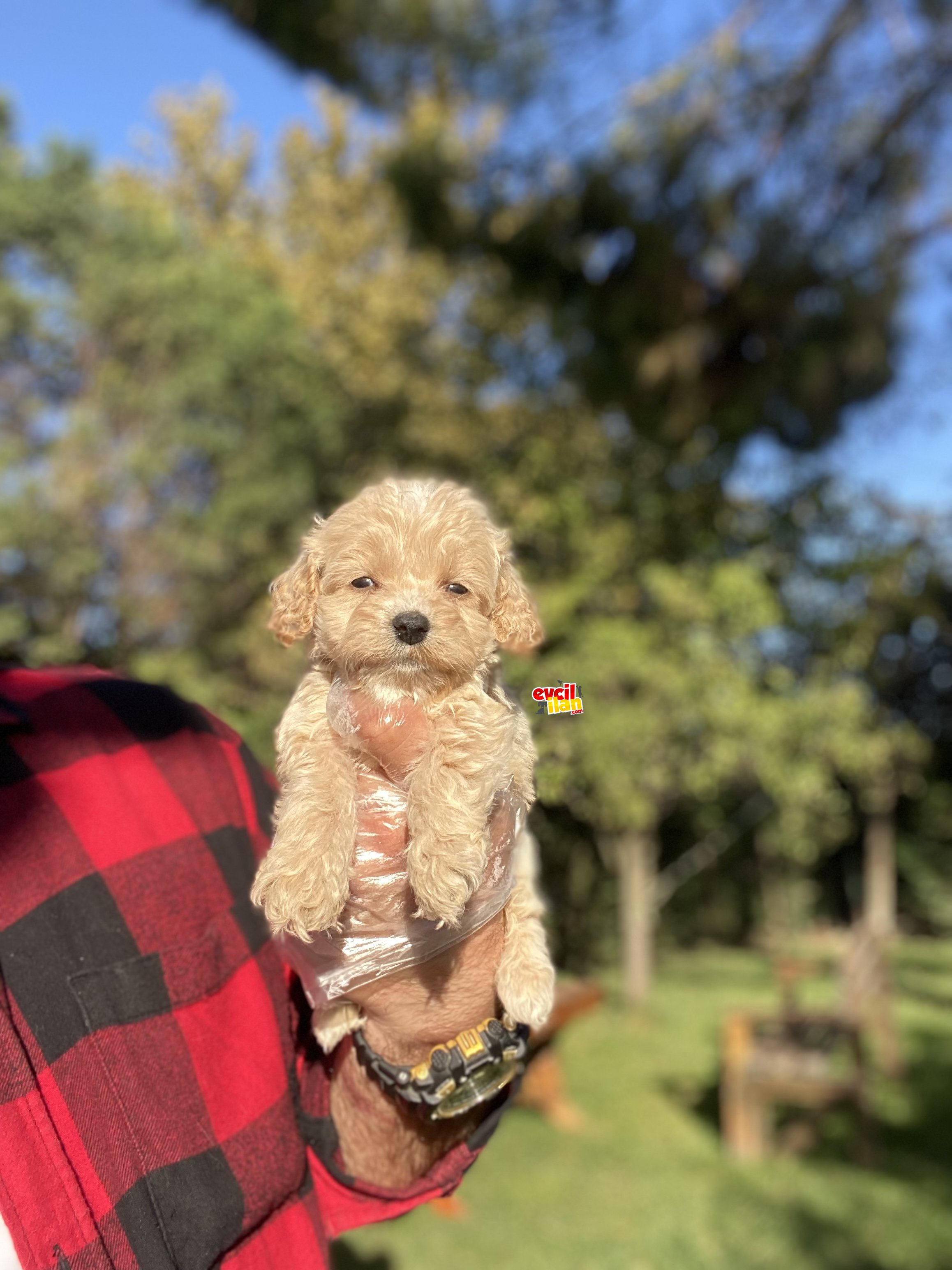 MINI BOY MALTİPOO ORJİNAL BEBEĞİMİZ 