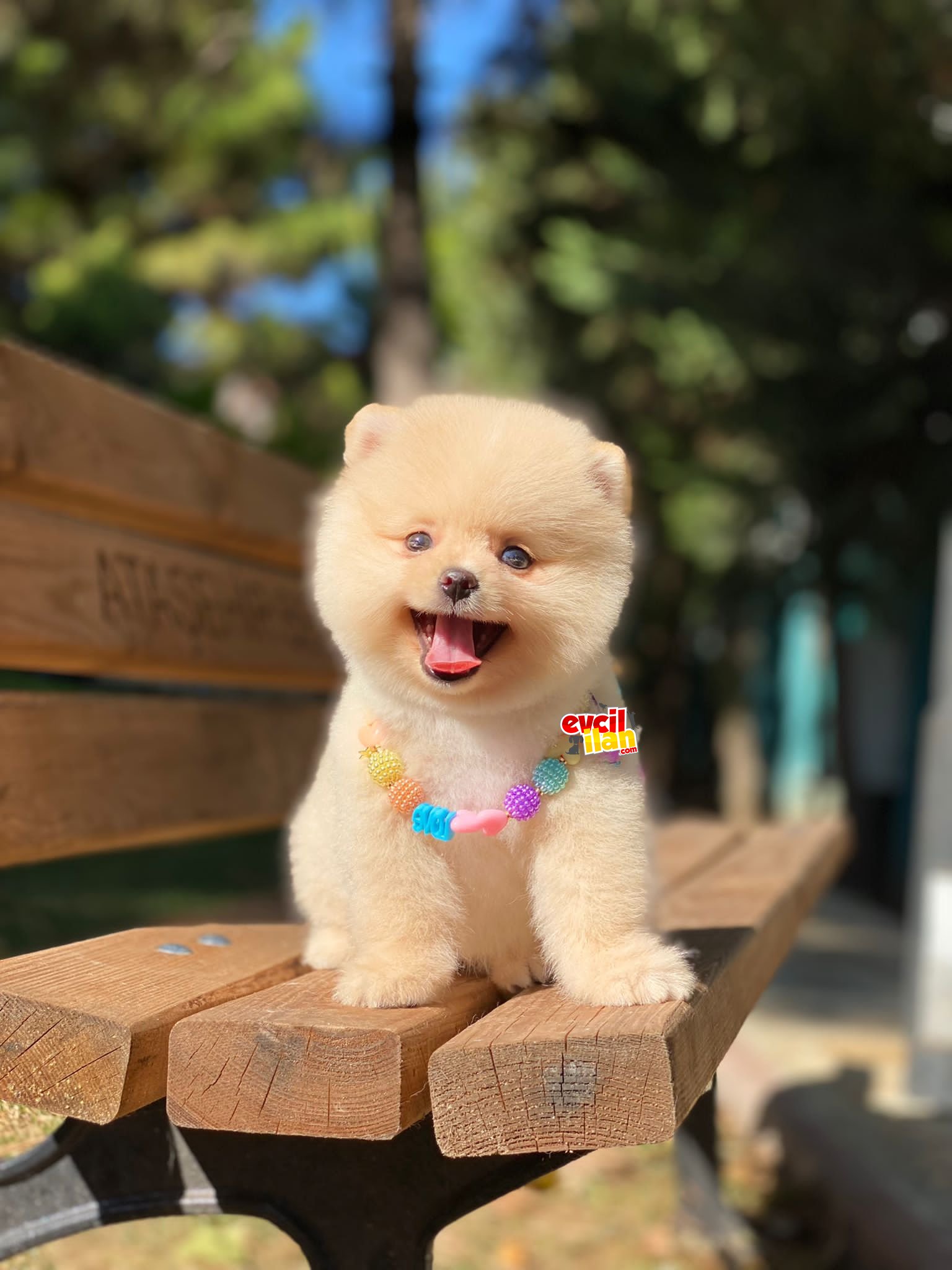 Mini Boy Orjinal Pomeranian Boo Bebeğimiz 