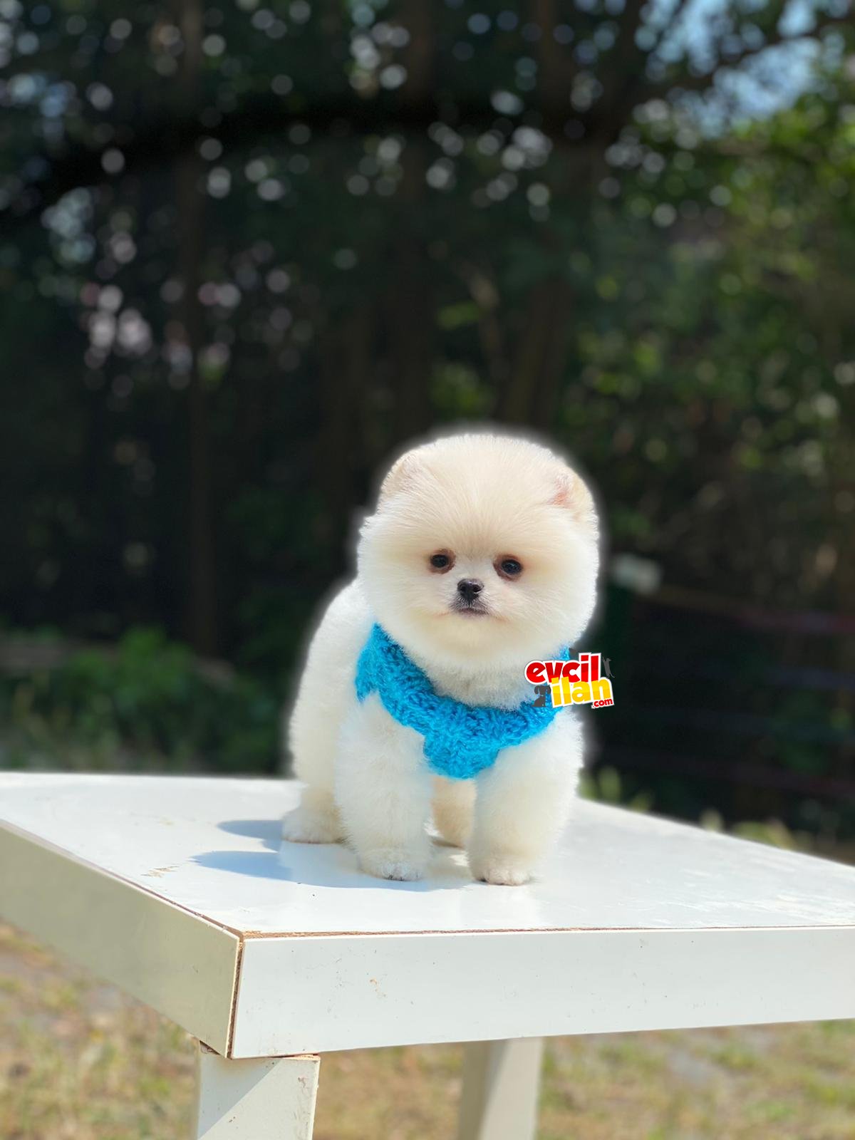 Mini Boy Orjinal Pomeranian Boo Yavrumuz 