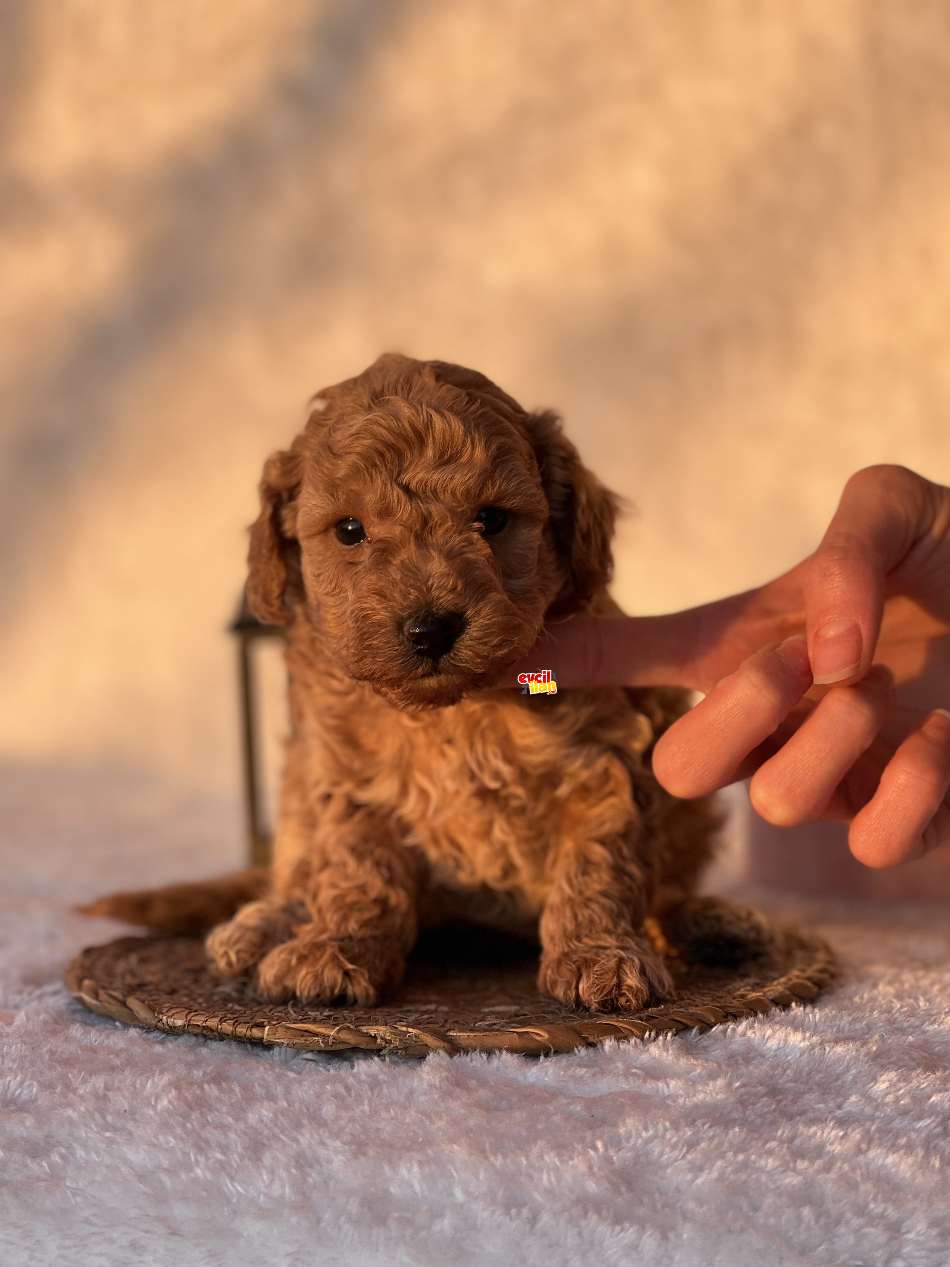 MİNİ BOY ORJİNAL POODLE BEBEKLER 