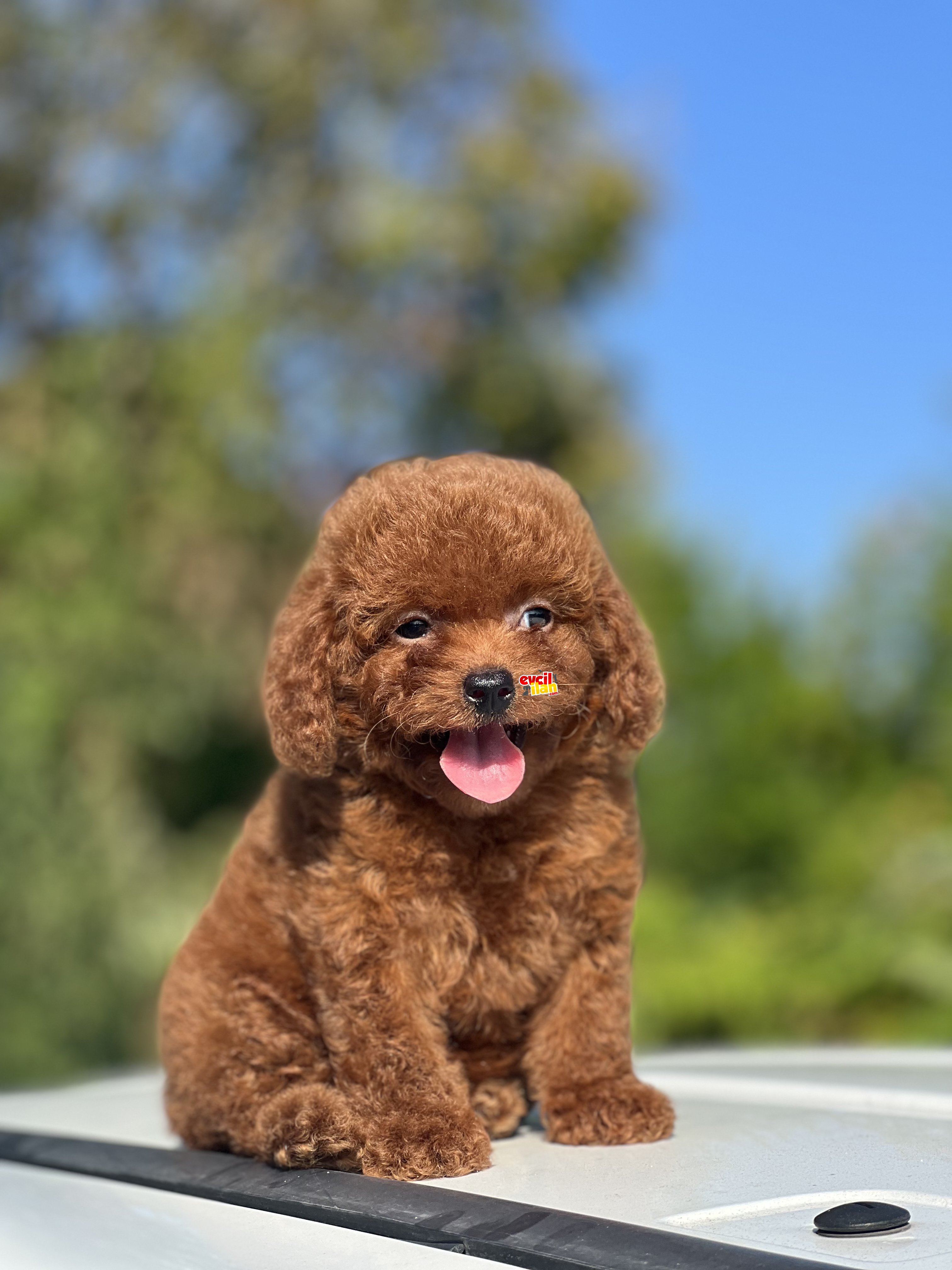 MINI BOY ORJINAL POODLE YAVRULAR 