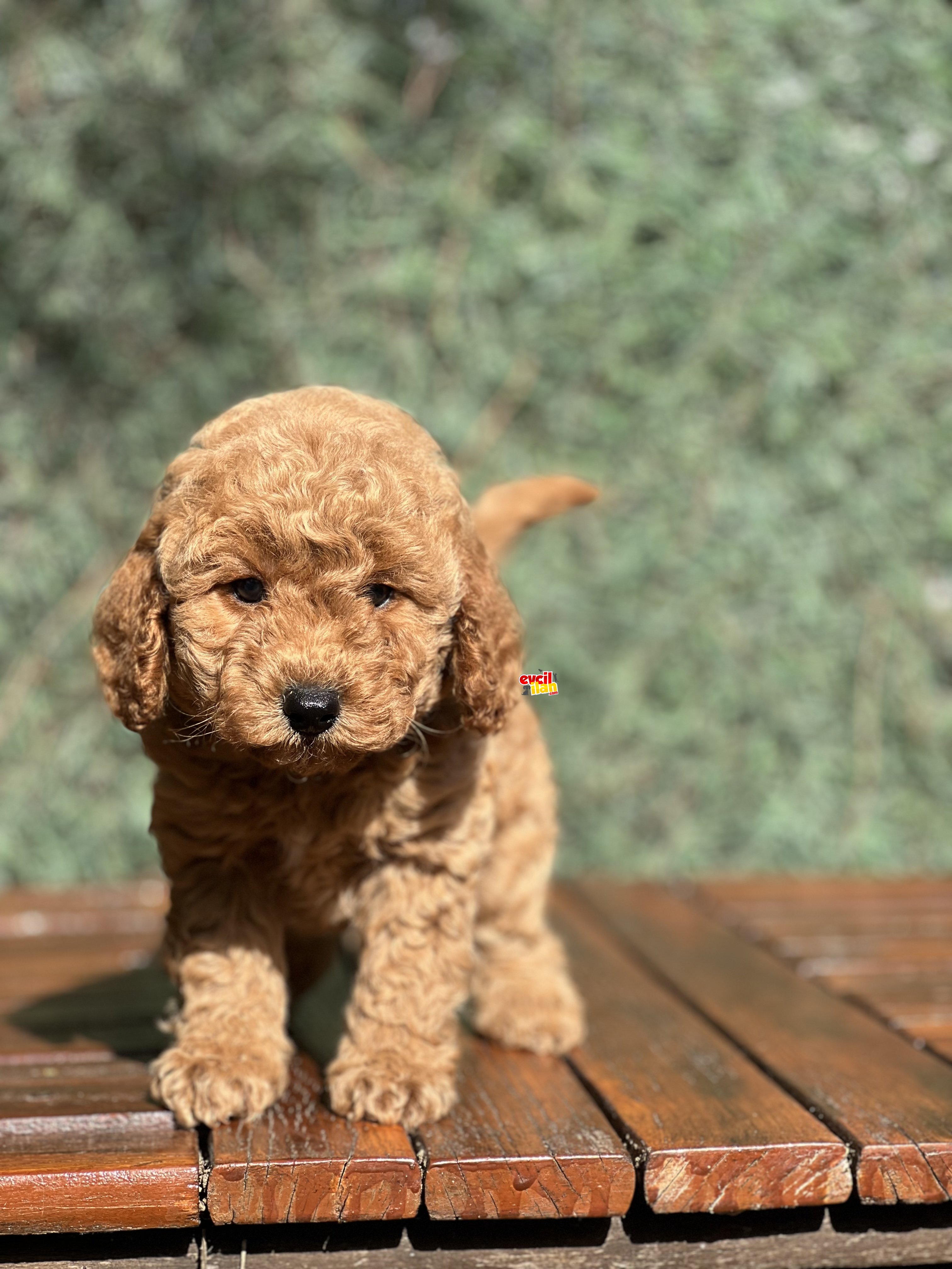 MİNİ BOY ORJİNAL POODLE YAVRULAR