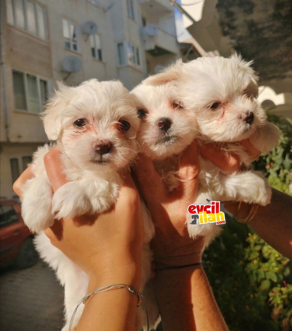 Mini boy safkan maltese yavruları