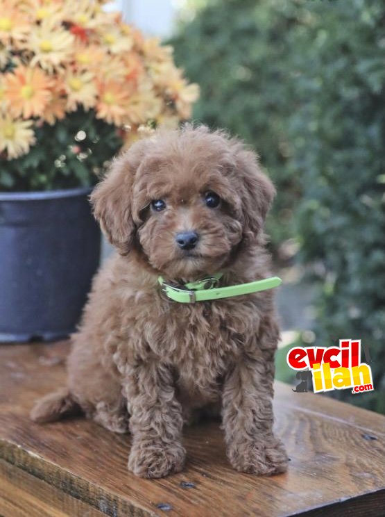 MINI BOY TOY POODLE BEBEKLER 