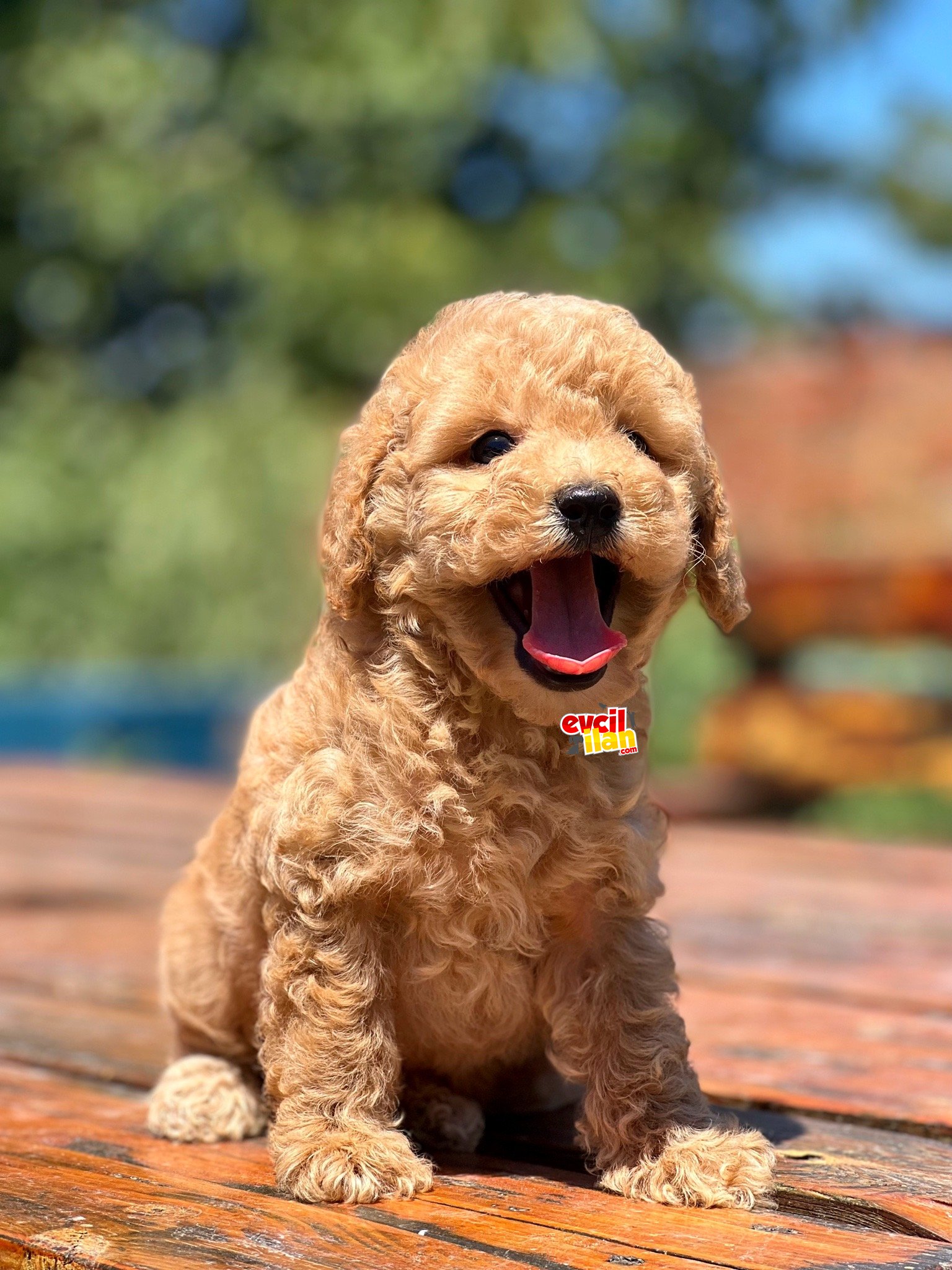 Mini Burun Poodle Bebekler