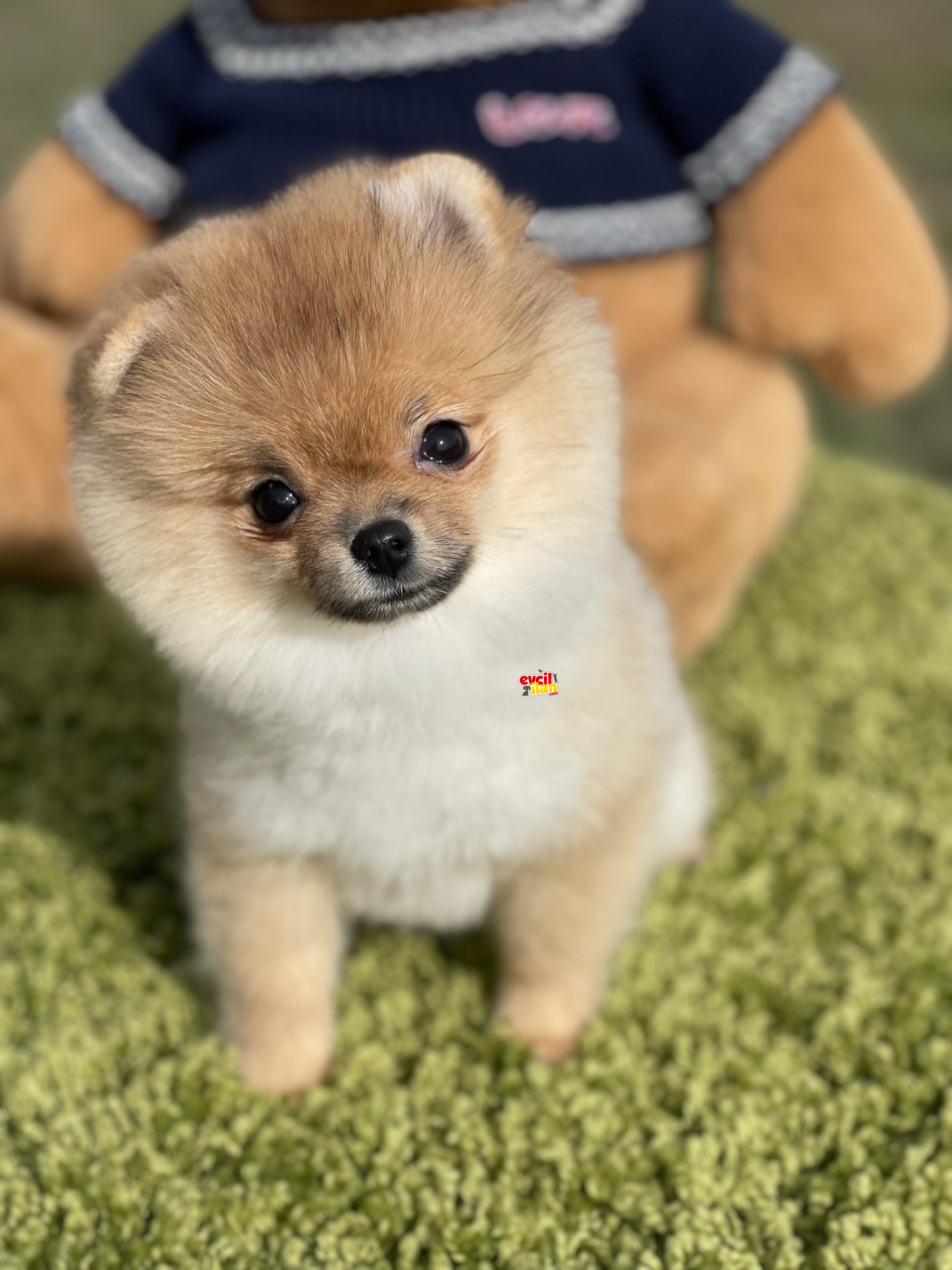 Mini toy boyut pomeranian boo dişi yavrumuz Nala