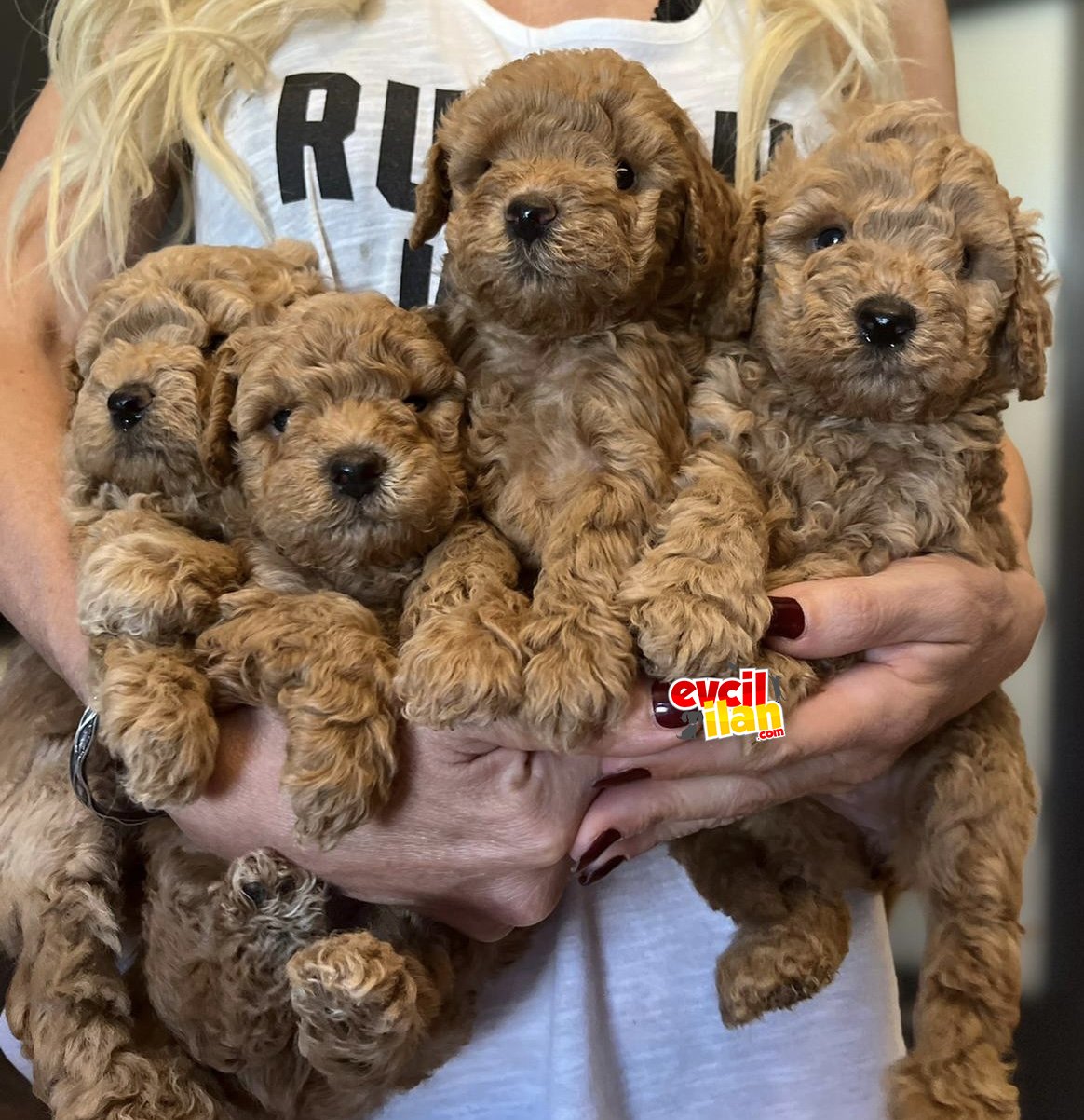 Mini toy poodle anne baba 2,5 kg a kalite 